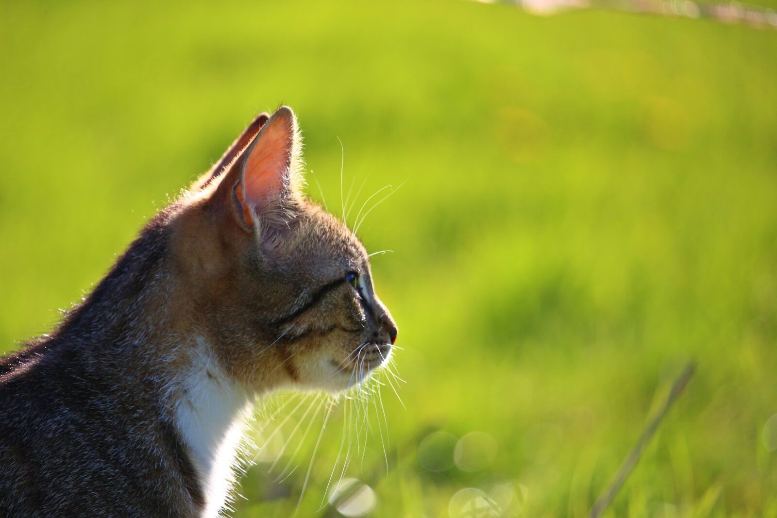 Canon EOS 100D (EOS Rebel SL1 / EOS Kiss X7) sample photo. Cat, kitten, mackerel photography