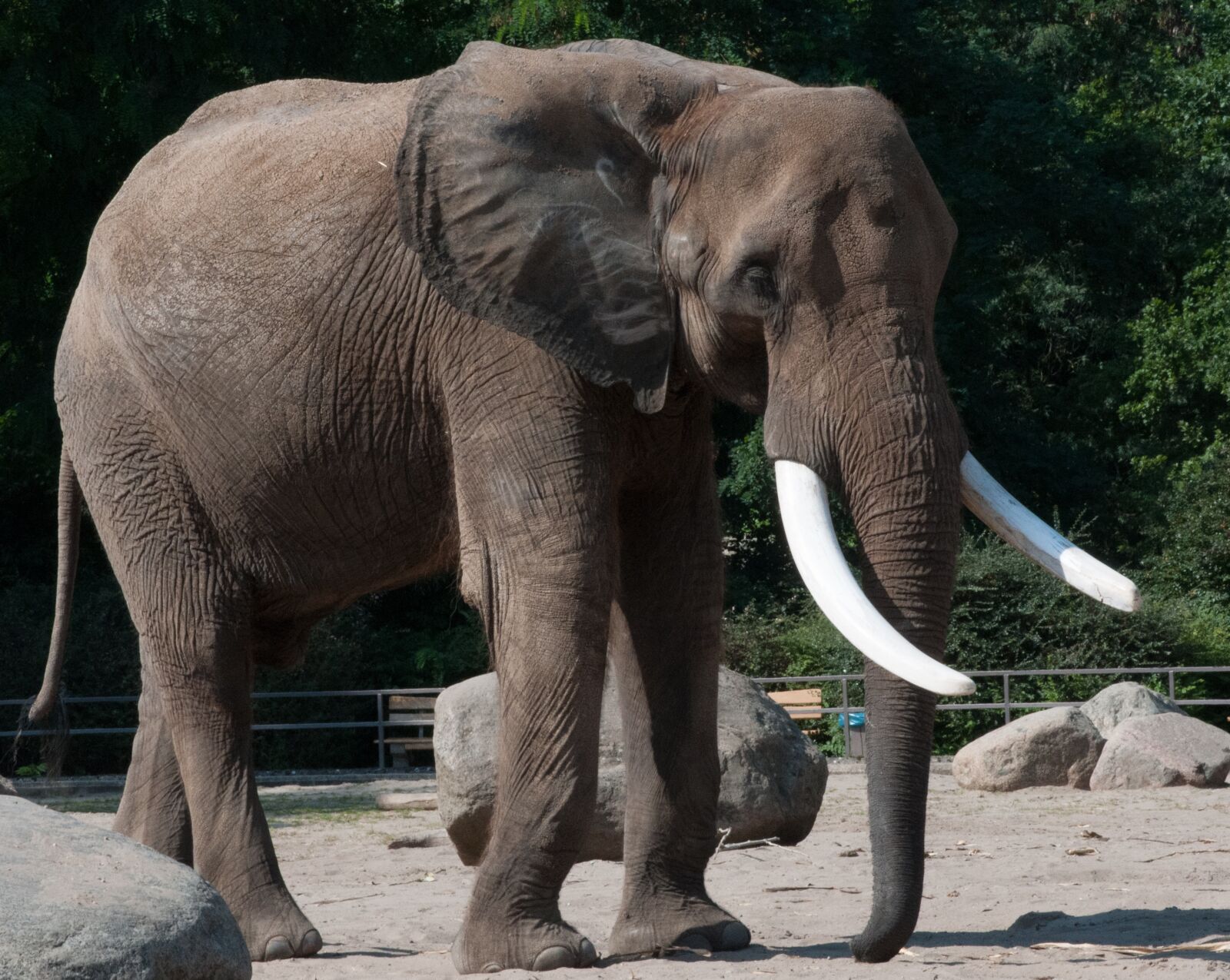 Nikon D300S sample photo. Elephant, zoo, summer photography