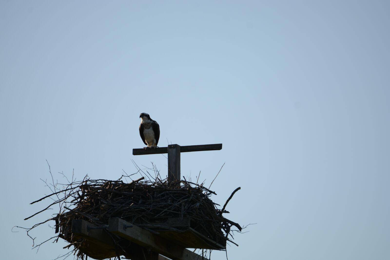 Nikon D7100 sample photo