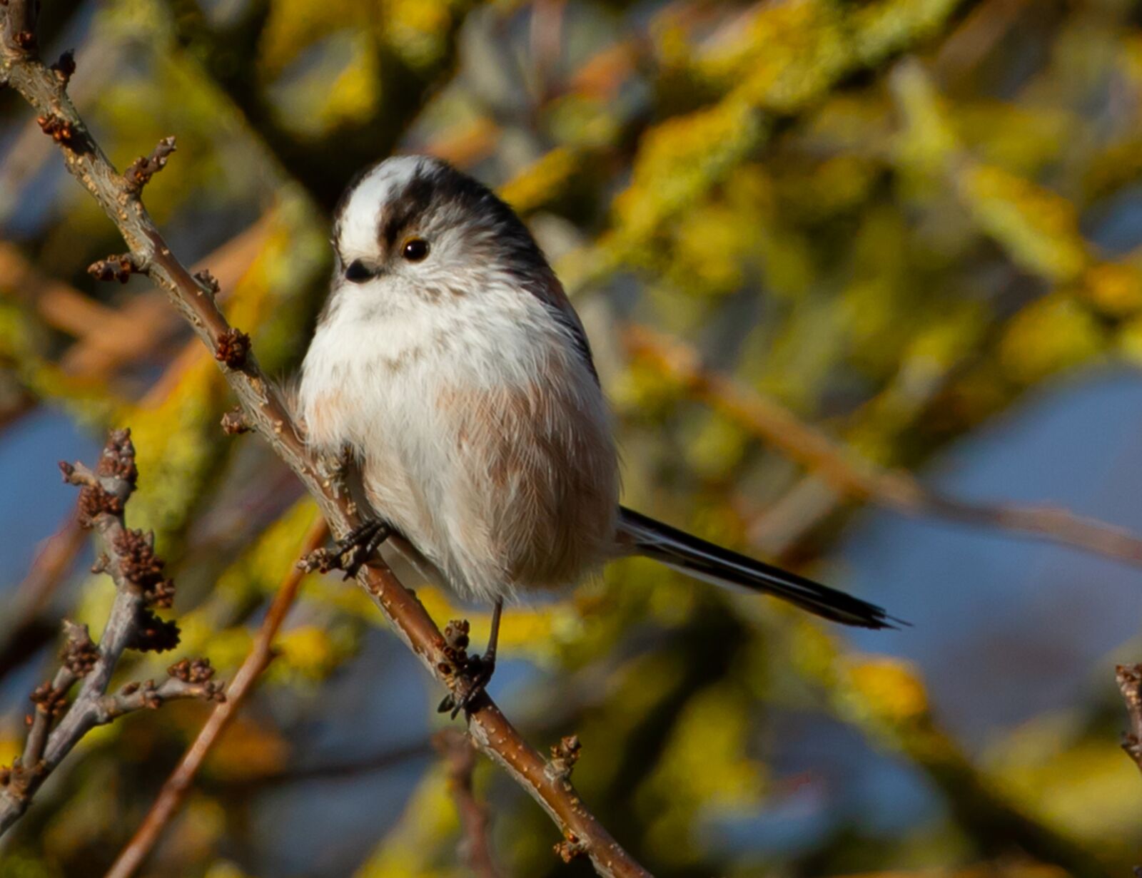 Canon EOS 7D Mark II sample photo. Long tailed tit, pink photography