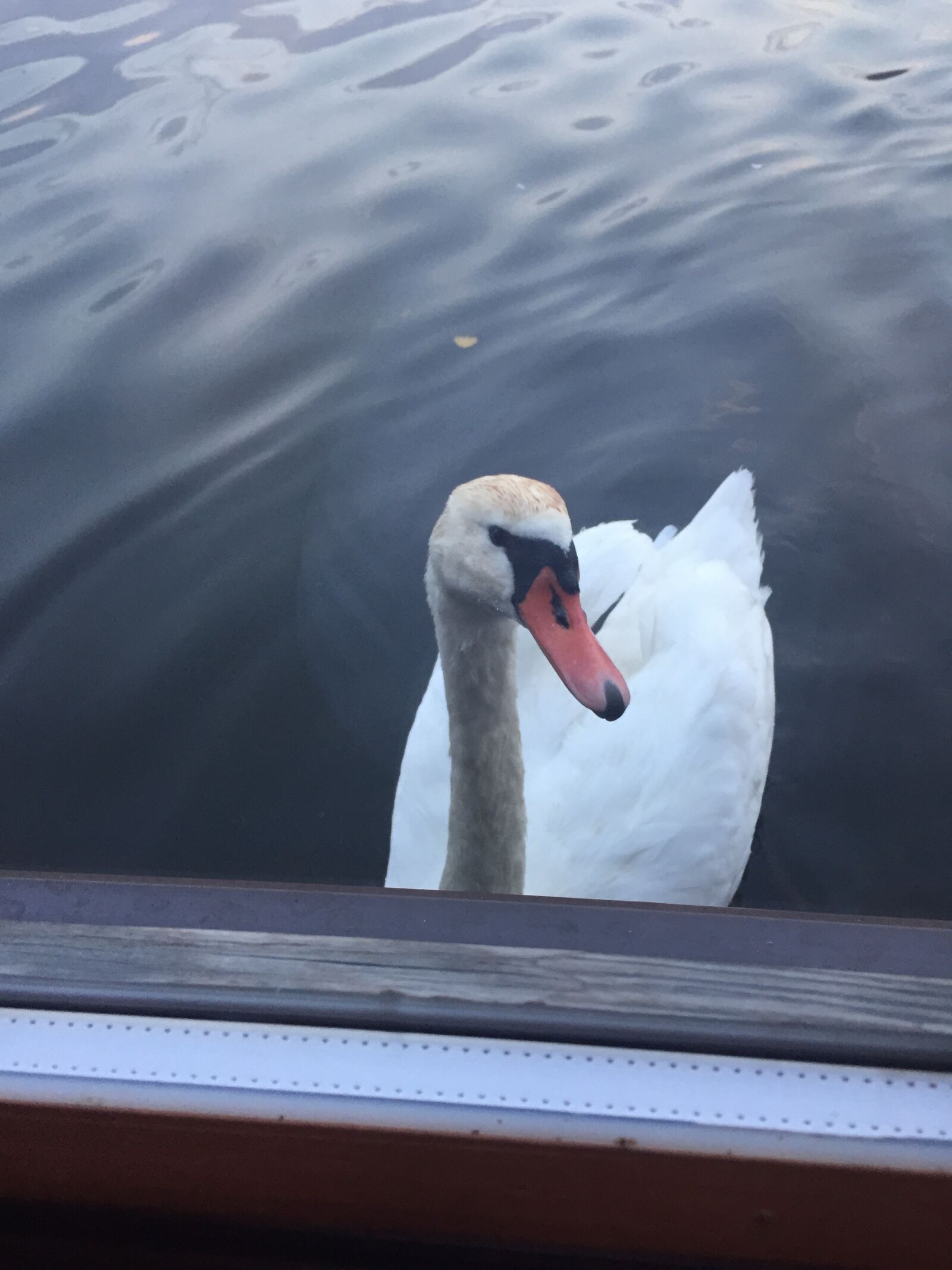 Apple iPhone 6 sample photo. Wasser, bird, swan photography