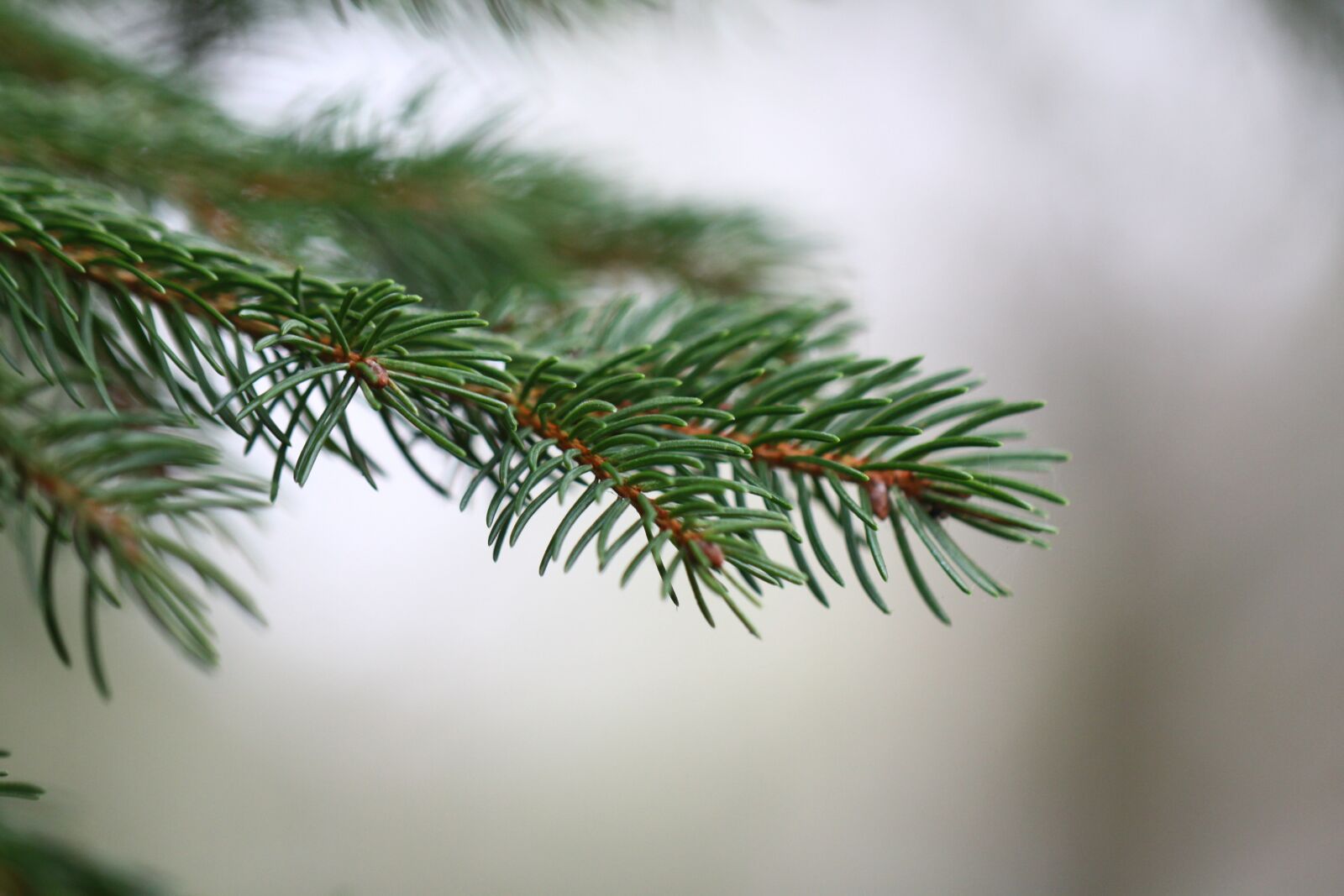 Canon EOS 50D sample photo. Fir, branch, green photography