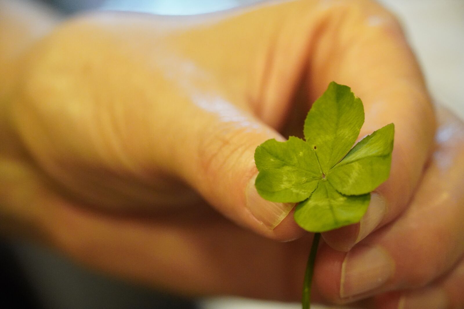Sony a6400 sample photo. Clover, green, plant photography