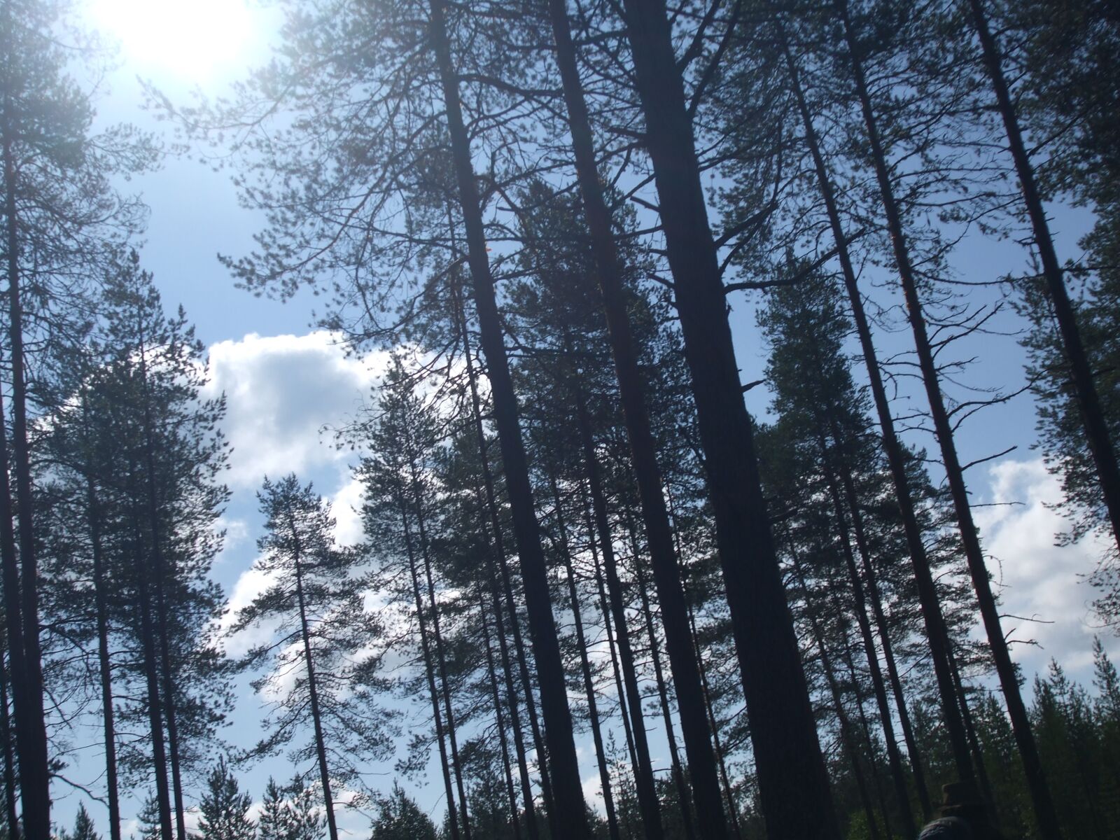 Fujifilm FinePix A820 sample photo. Forest, finland, landscape photography
