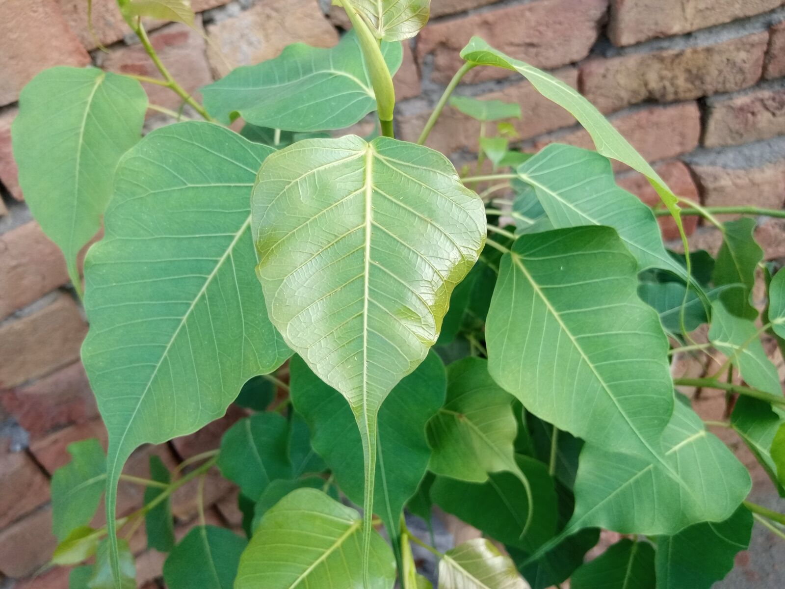 INFINIX MOBILITY LIMITED Infinix X650C sample photo. Greenery, nature, plant photography