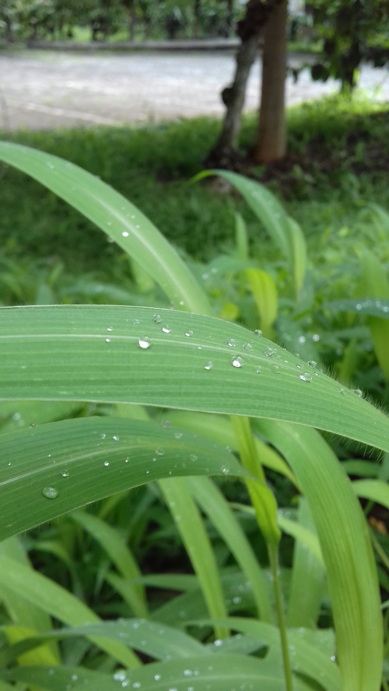 Samsung Galaxy J3(2016) sample photo. Leaf, dew, rain photography