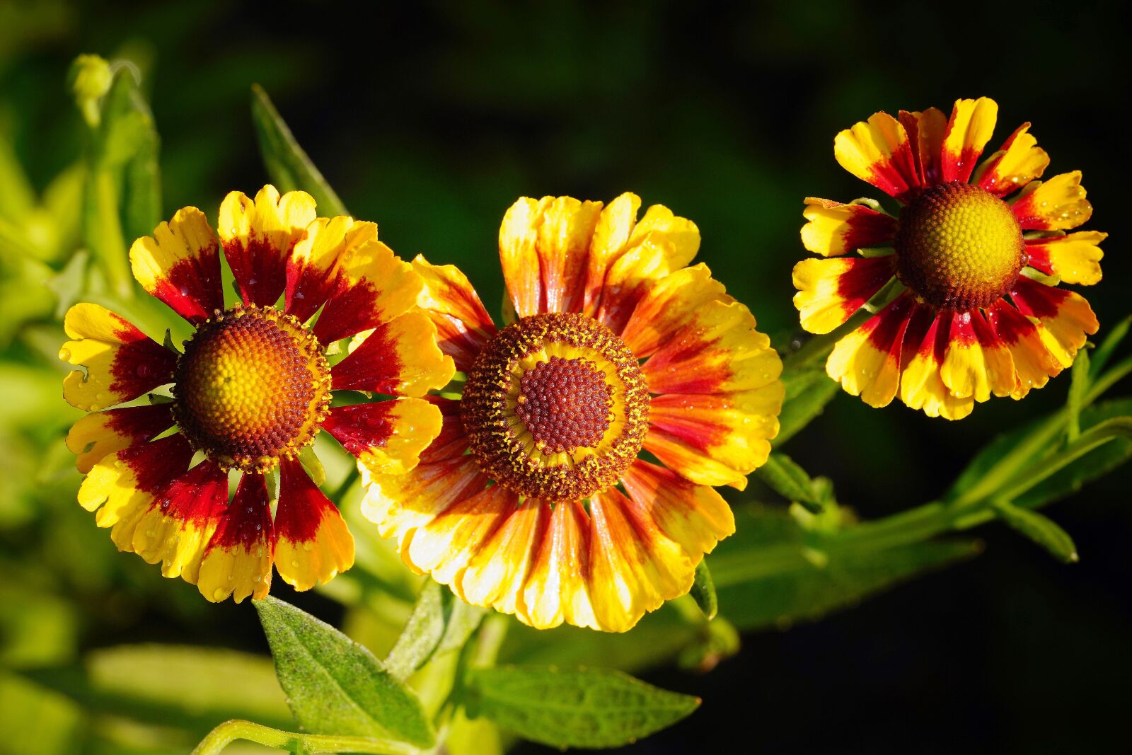 Sony a7R III + Sony FE 90mm F2.8 Macro G OSS sample photo. Red, yellow, flower photography