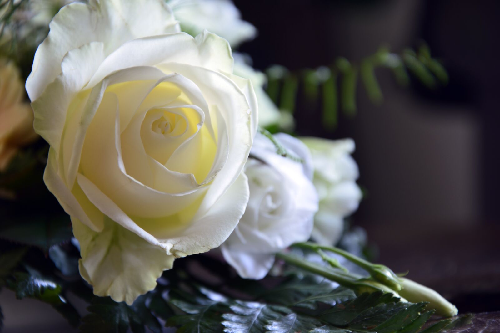 Nikon D3200 sample photo. Roses, flowers, rose bloom photography
