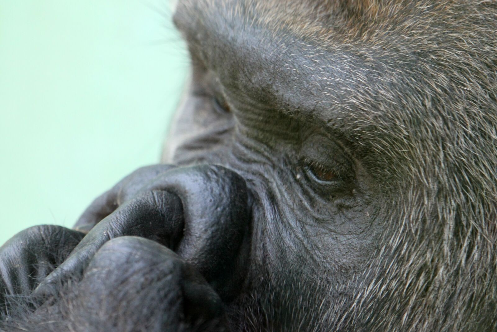 Canon EOS 500D (EOS Rebel T1i / EOS Kiss X3) sample photo. Gorilla, monkey, animal photography
