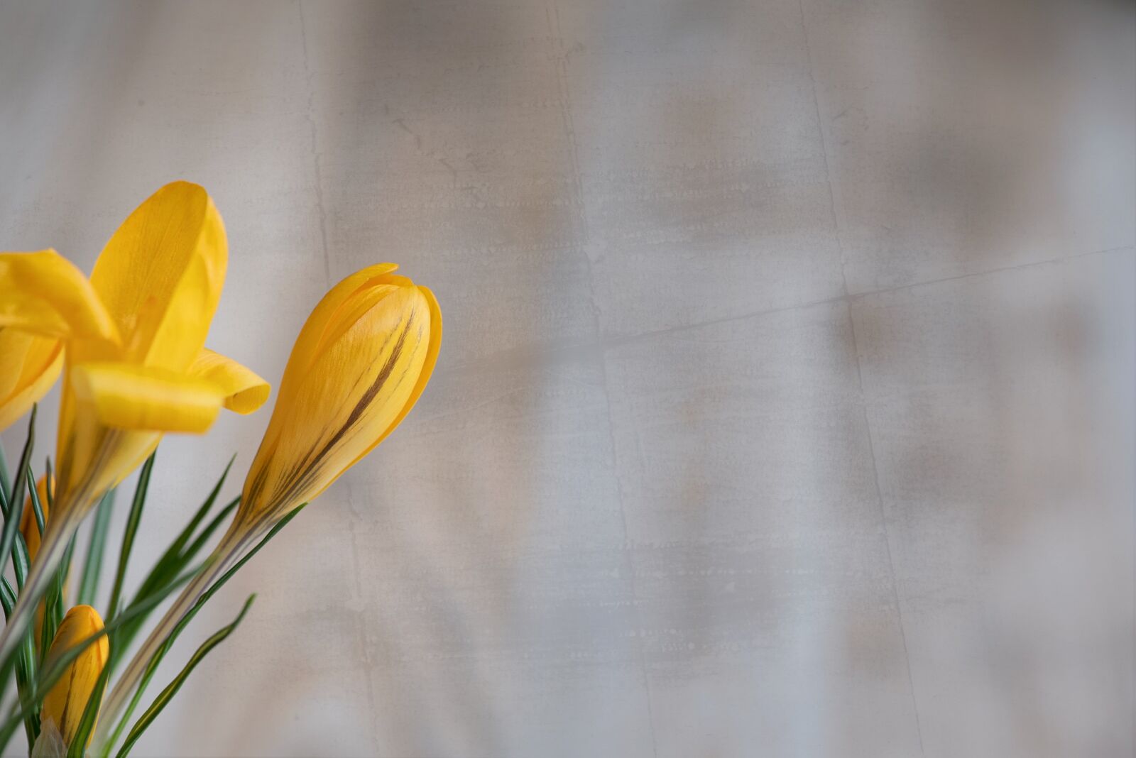 Nikon D750 sample photo. Crocus, flower, blossom photography