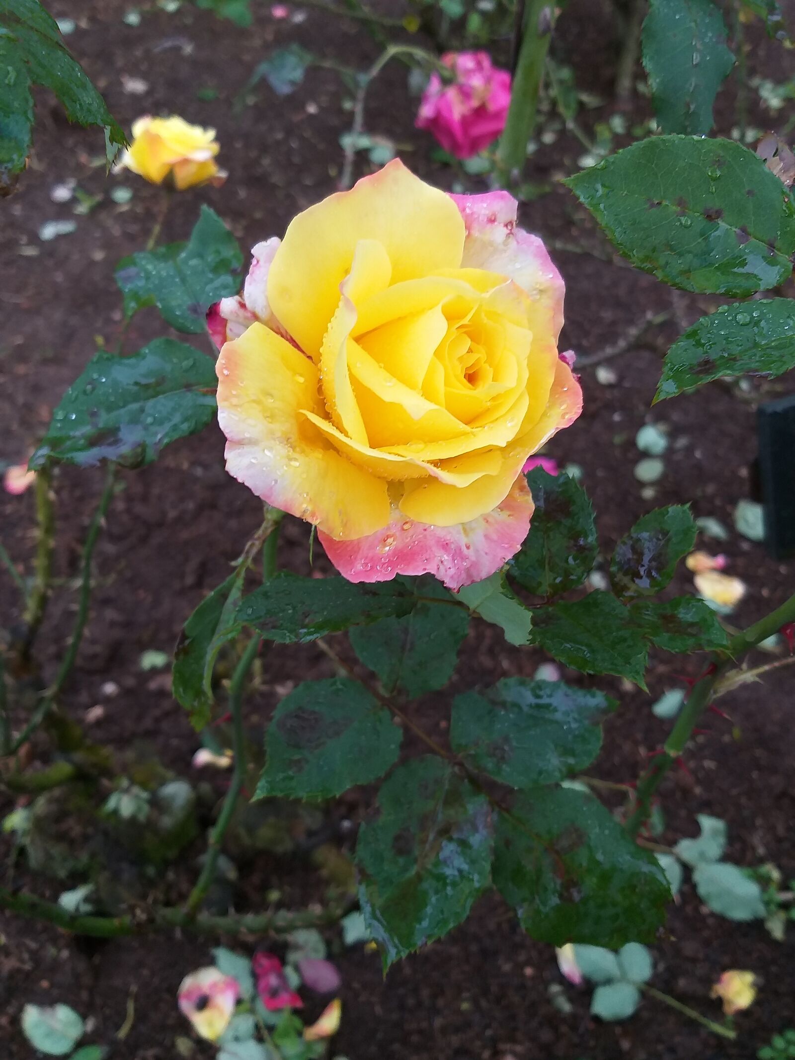 Samsung Galaxy J8 sample photo. Rose, yellow, love photography