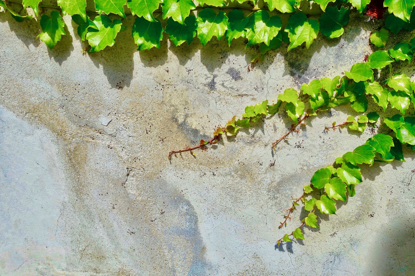 Sony Cyber-shot DSC-RX100 III sample photo. Vine, plant, desktop photography