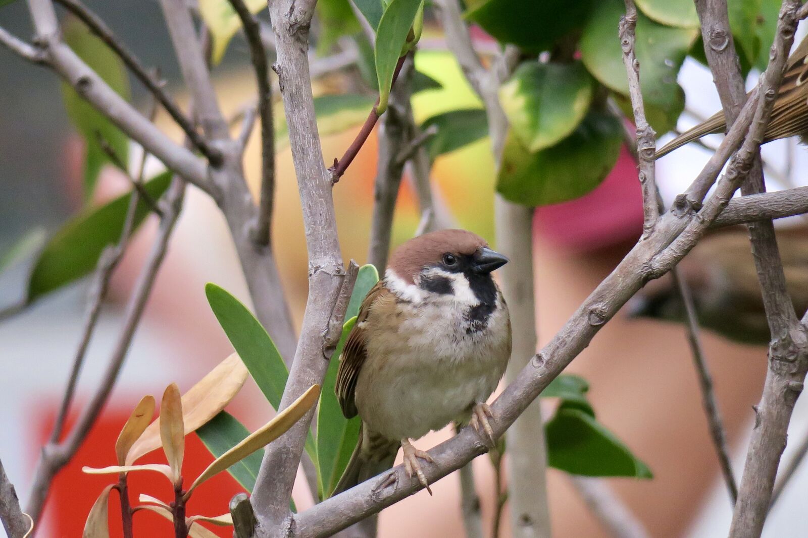 Canon PowerShot G3 X sample photo. Nature, tree, bird photography
