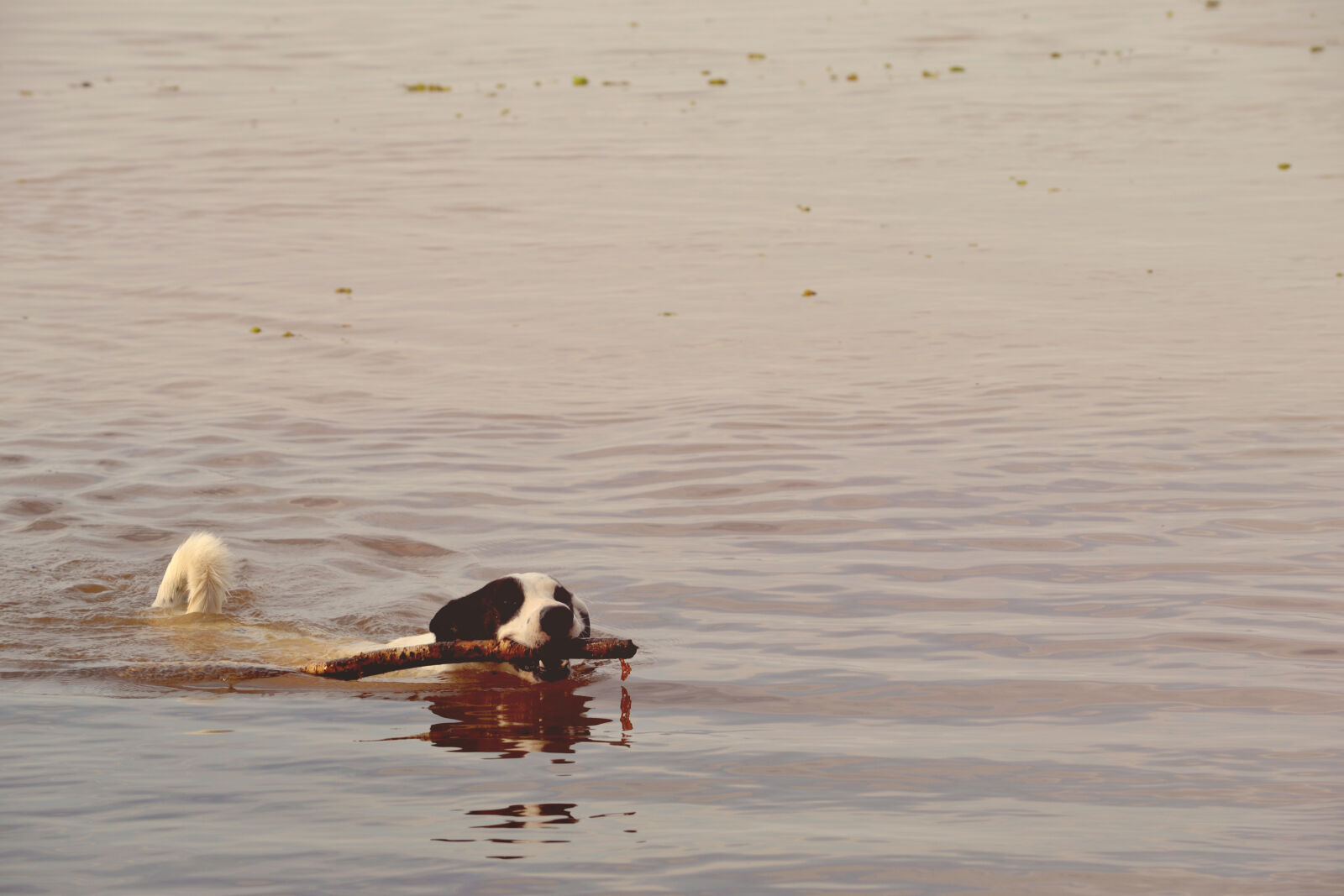 Nikon D3100 sample photo. Waterdog photography