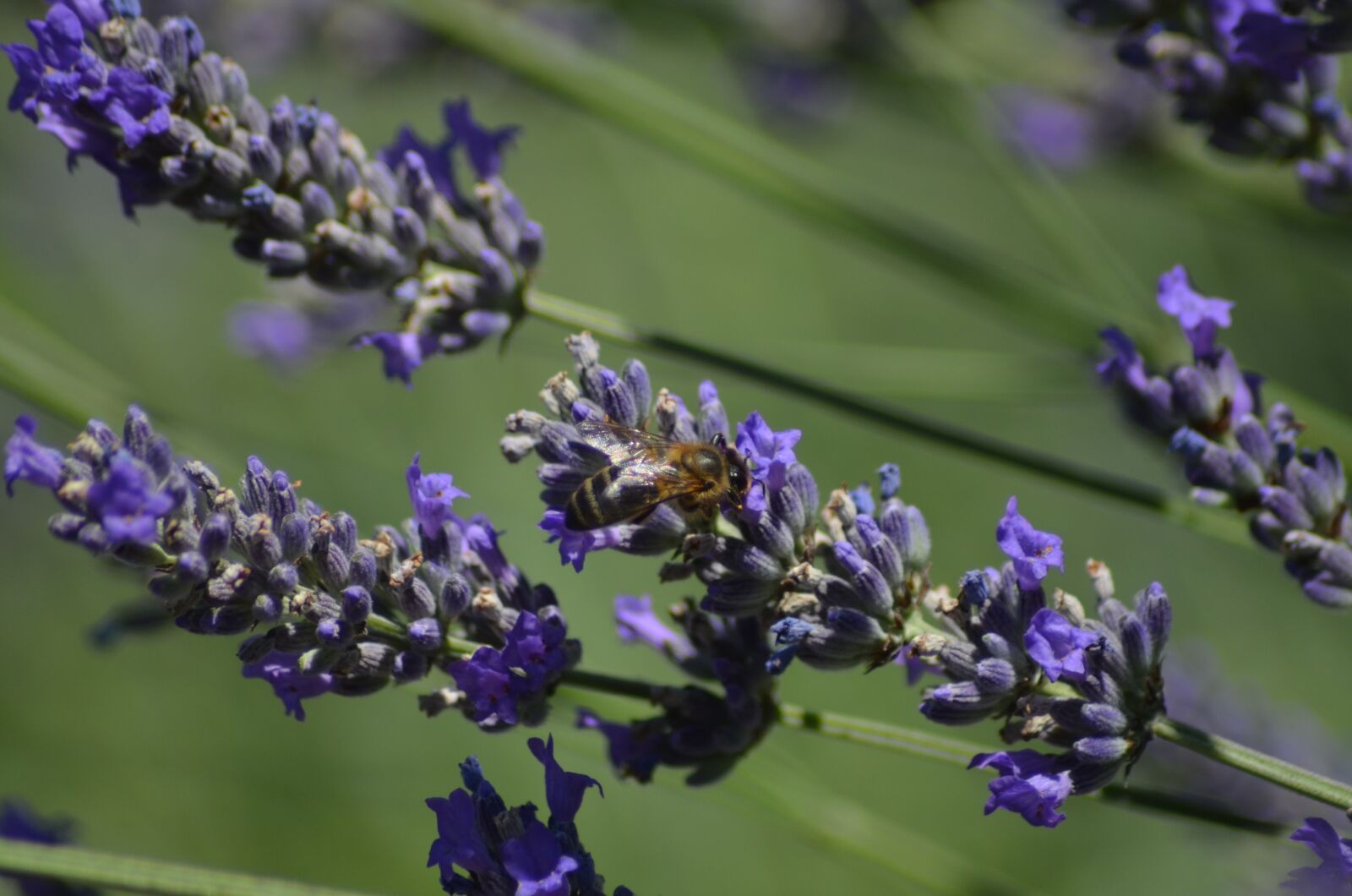Nikon D5100 sample photo. Lavender, bee, insect photography