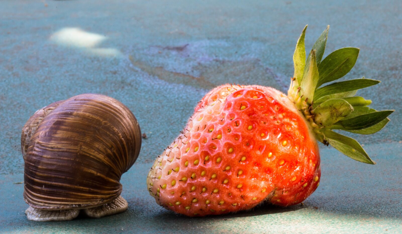 Canon EOS 70D + Canon EF-S 60mm F2.8 Macro USM sample photo. Strawberry, snail, eat photography