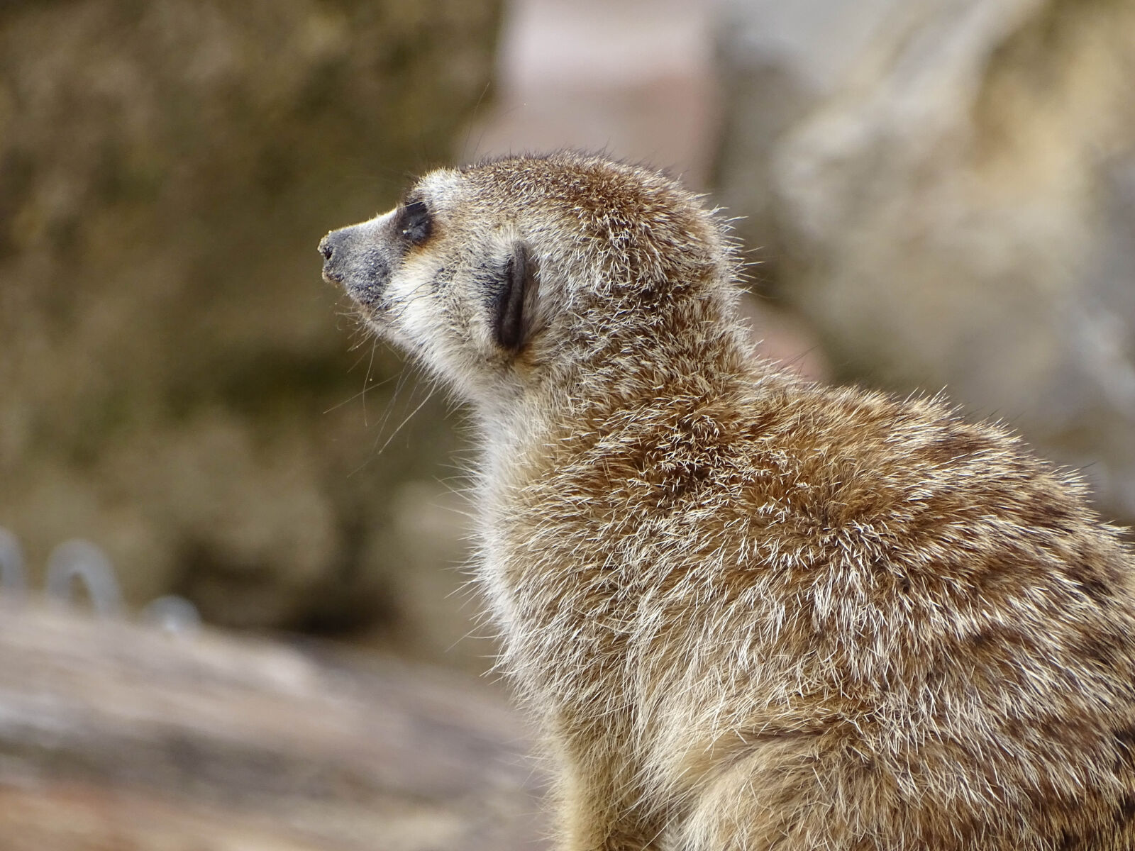 Sony Cyber-shot DSC-HX400V sample photo. Animal, animals, cute, cute photography