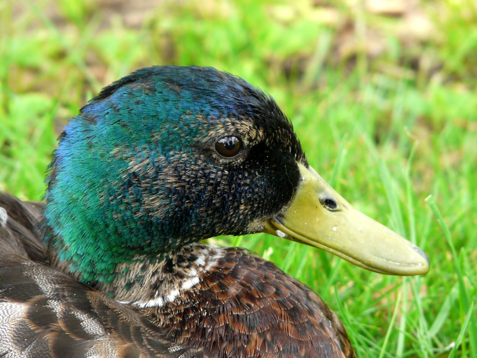 Panasonic DMC-FZ18 sample photo. Duck, nature, meadow photography