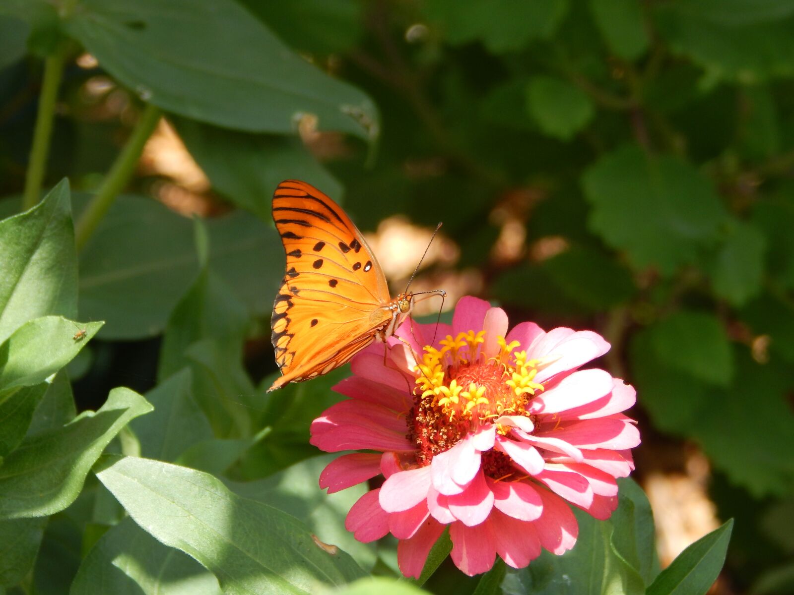 Nikon Coolpix L830 sample photo. Butterfly, flower, orange butterfly photography