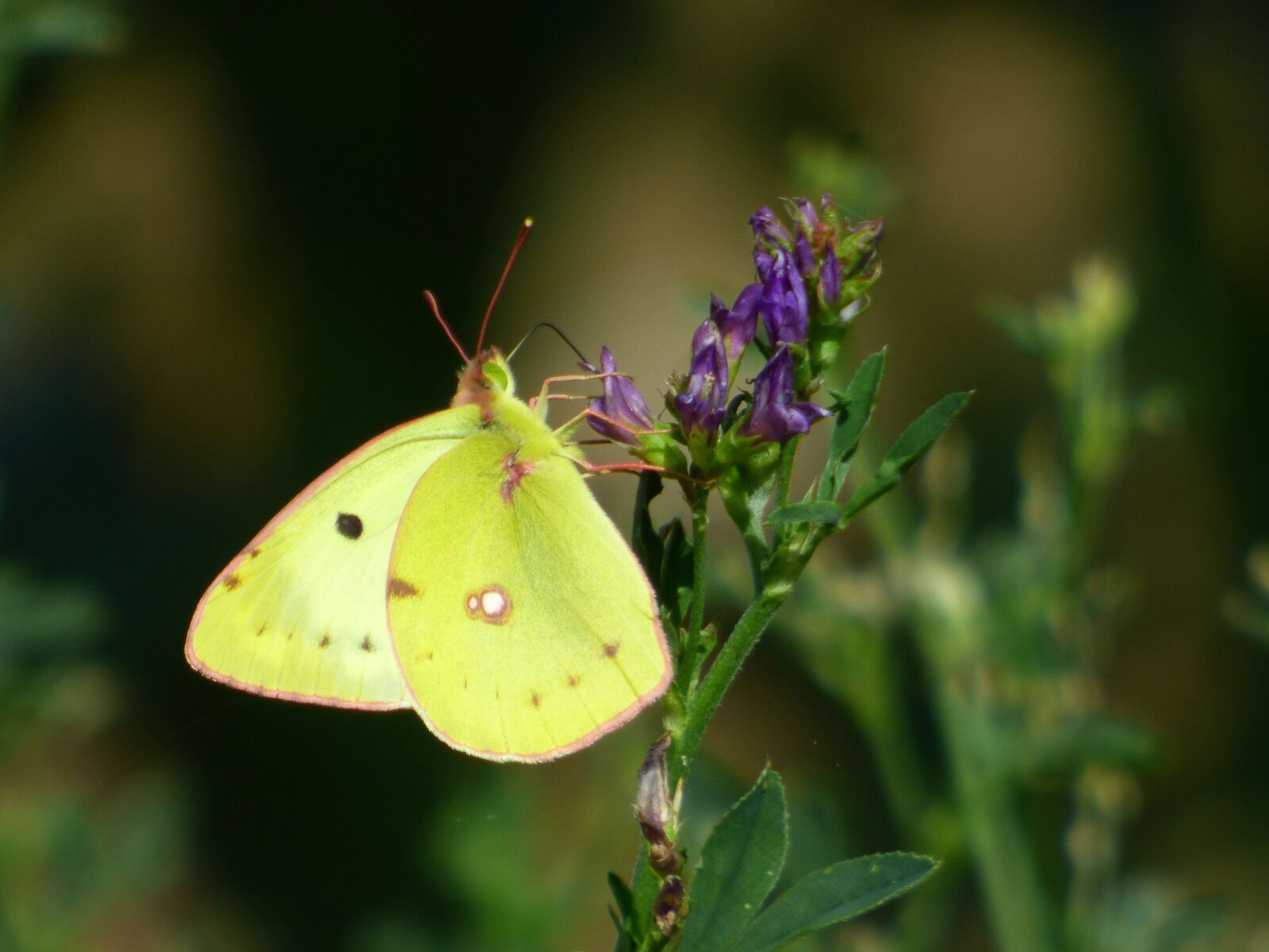 Panasonic DMC-FZ72 sample photo. Butterfly, lemon, yellow photography