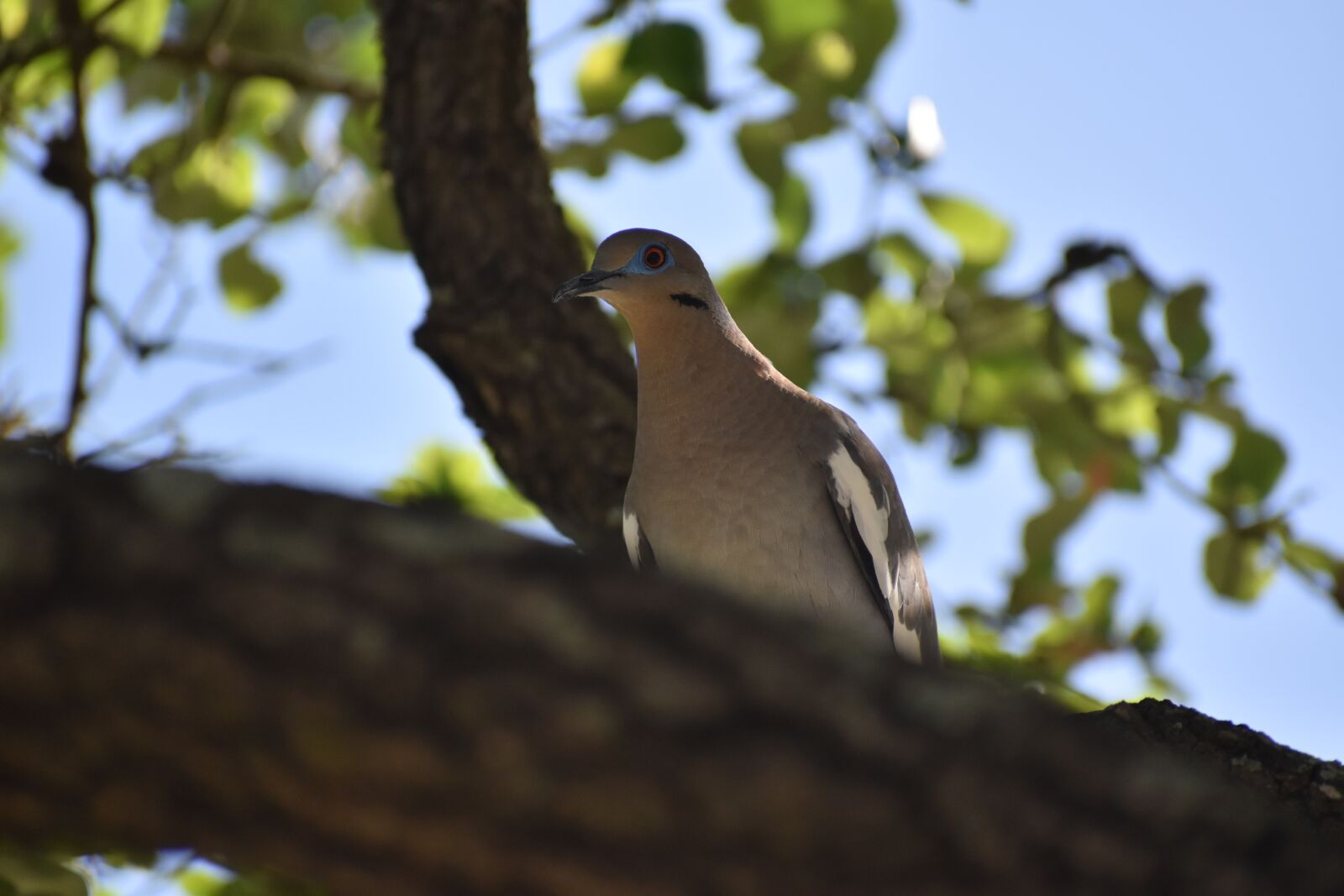 Nikon D3500 sample photo. Bird, dove, pigeon photography