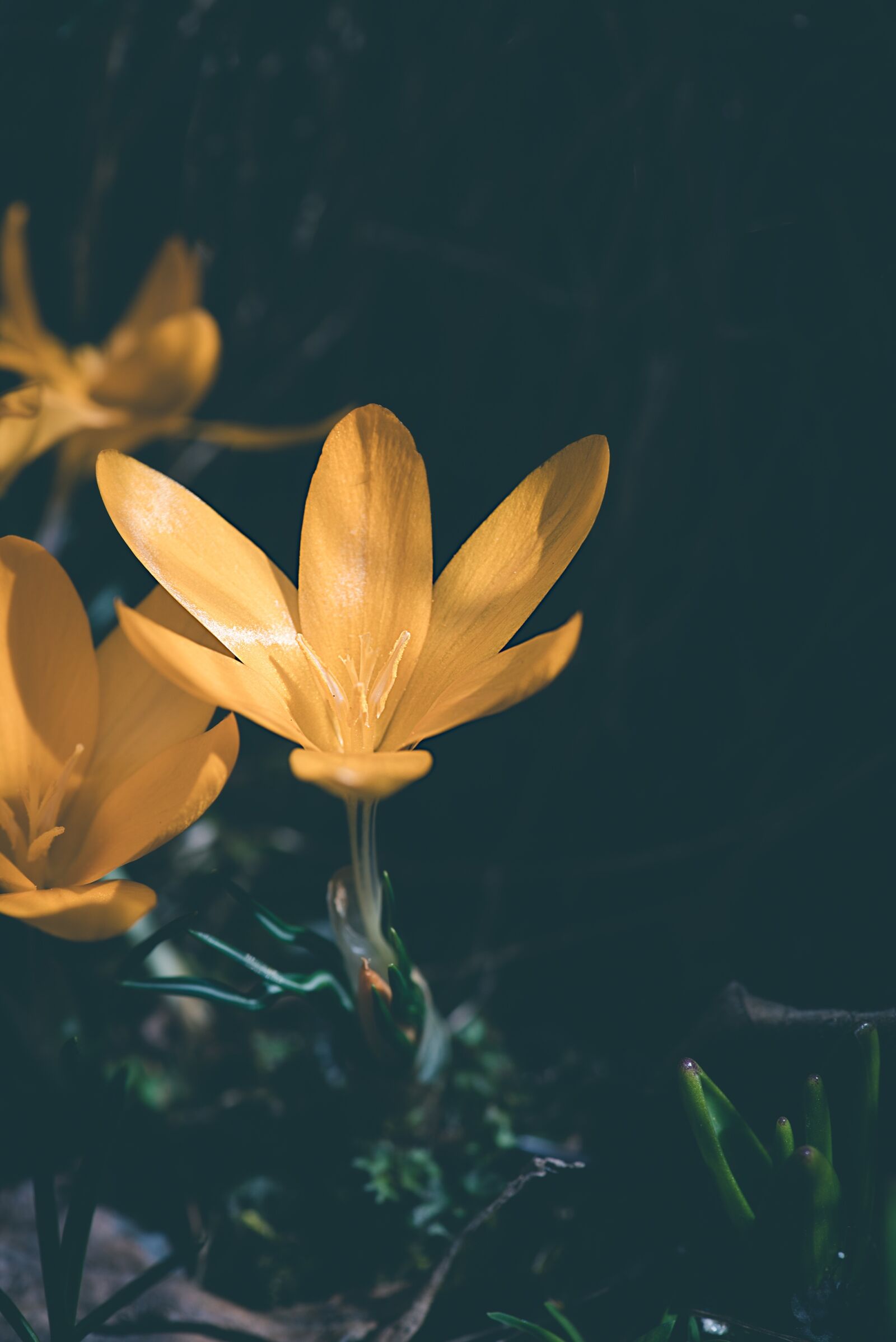 Nikon D750 sample photo. Crocus, yellow, yellow crocus photography