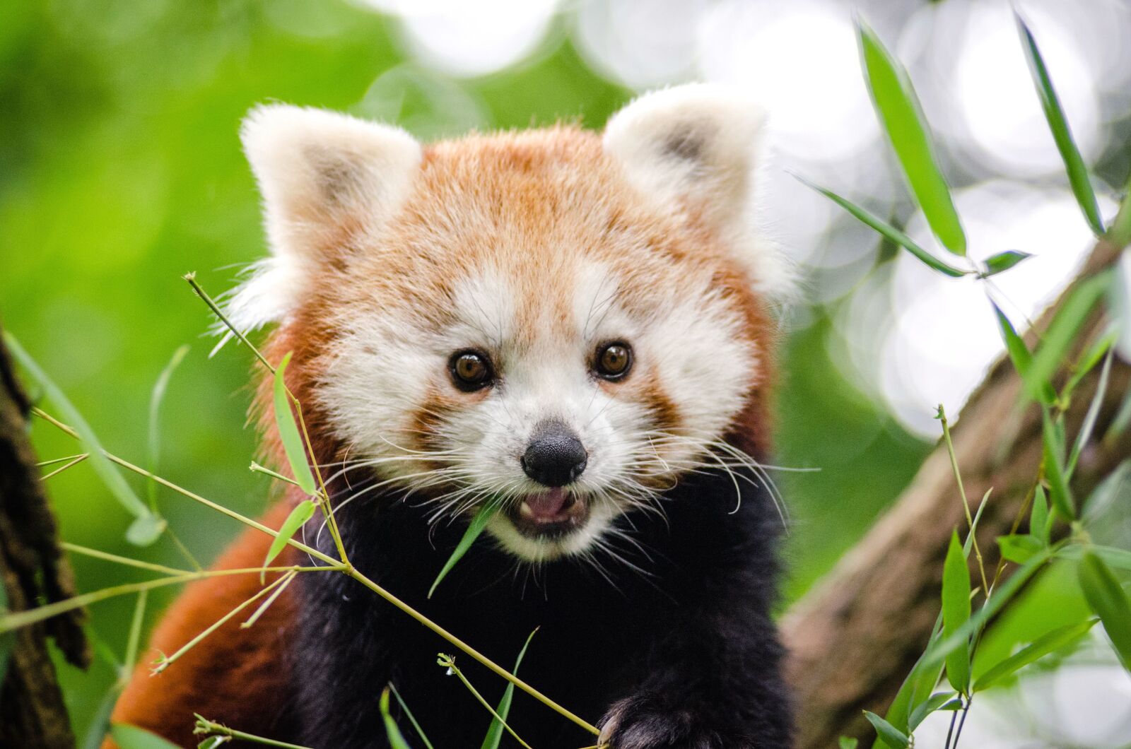 Nikon D7000 sample photo. Red panda, bear, animal photography