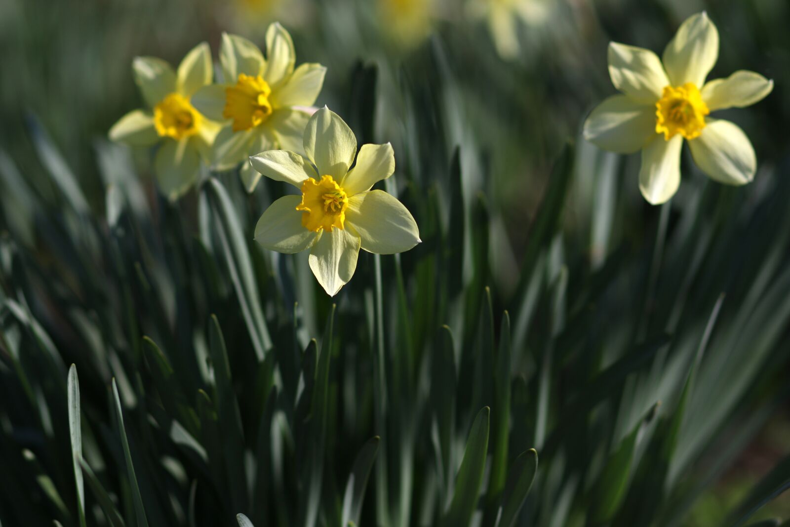 Canon EF 85mm F1.8 USM sample photo. Daffodil, yellow, flower photography