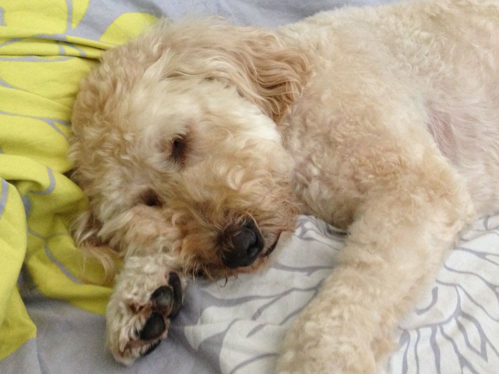 Apple iPhone 5 sample photo. Sleepy, dog photography