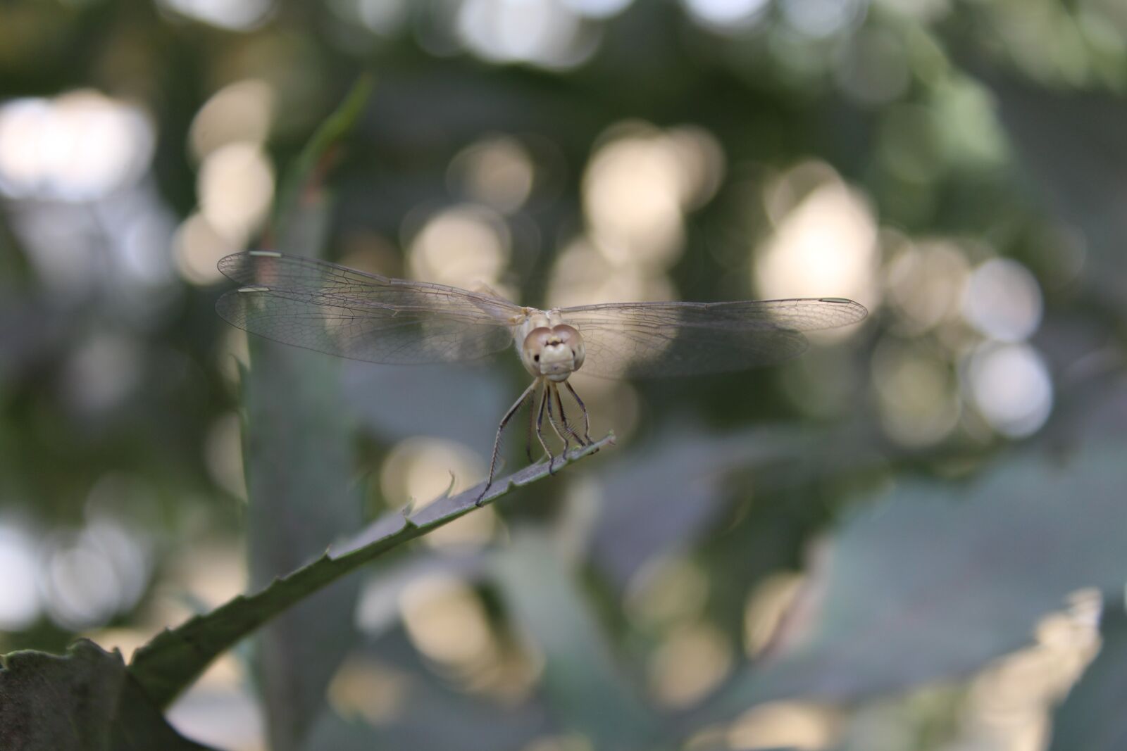Canon EOS 1200D (EOS Rebel T5 / EOS Kiss X70 / EOS Hi) sample photo. Dragonfly, beetle, nature photography