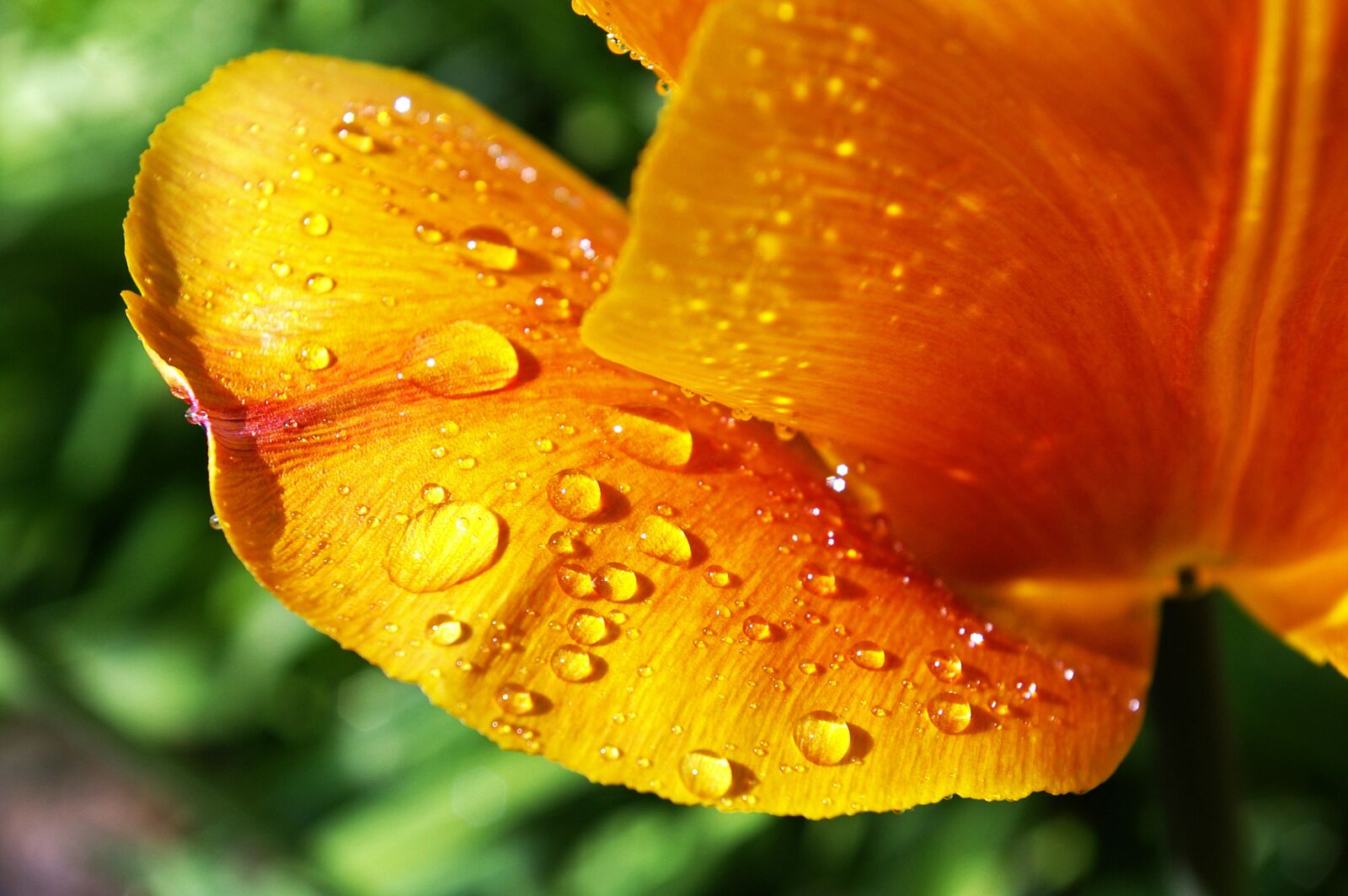 Pentax *ist DL2 sample photo. Yellow tumor, orange tulip photography