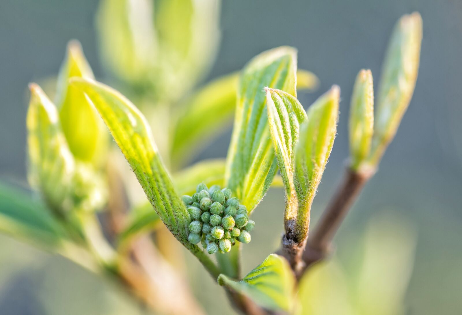 Tamron SP 90mm F2.8 Di VC USD 1:1 Macro sample photo. Leaves, plant, green photography