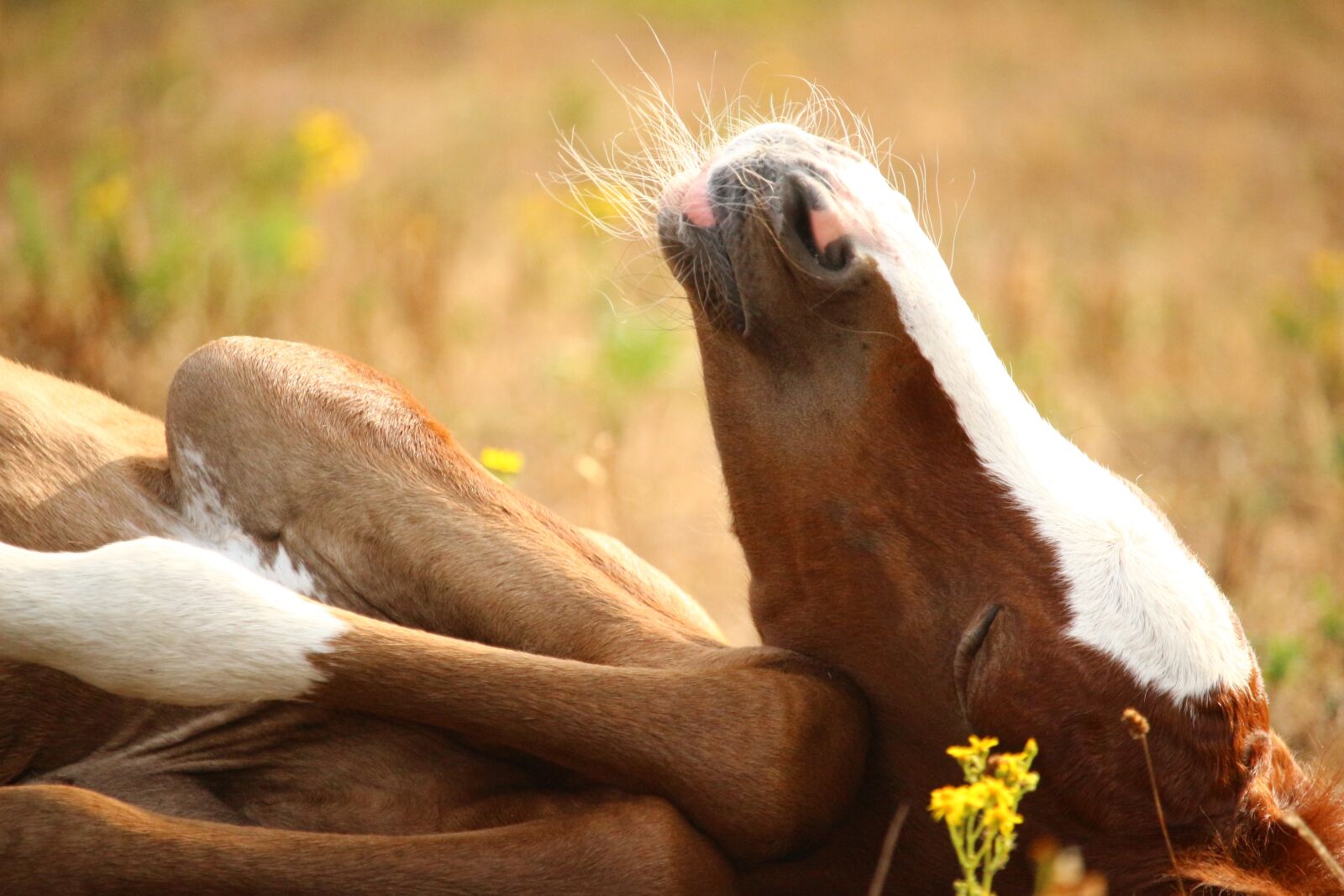 Canon EOS 100D (EOS Rebel SL1 / EOS Kiss X7) sample photo. Horse, foal, suckling photography