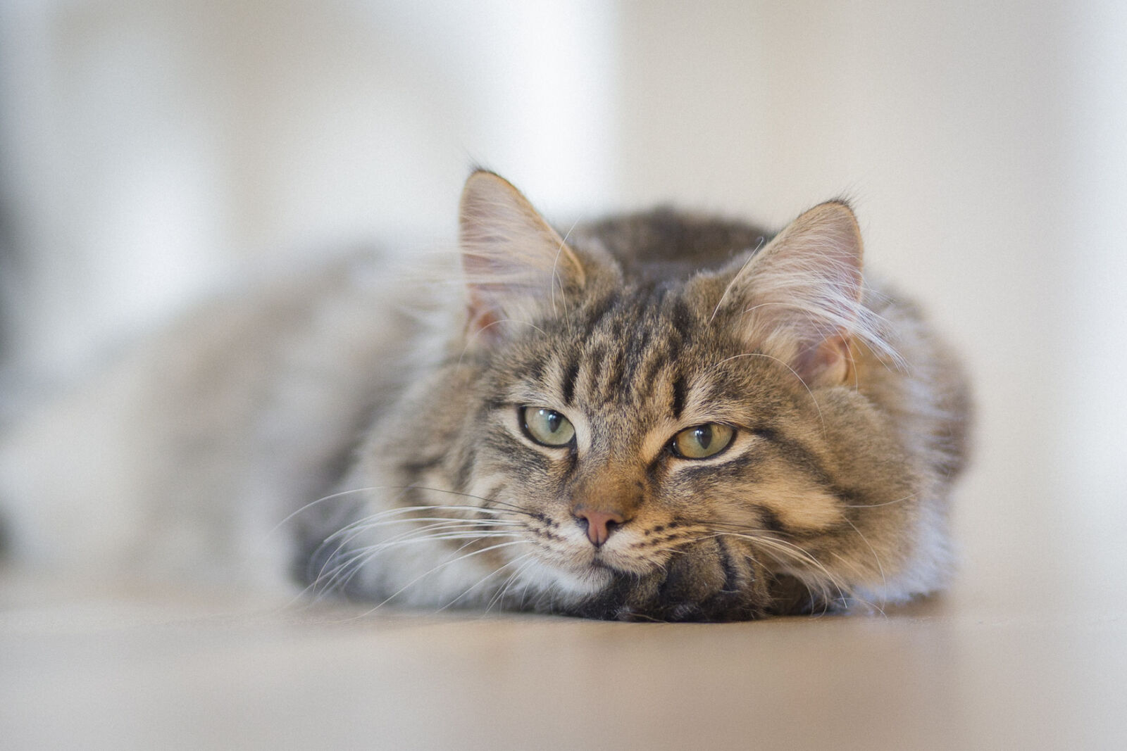 Canon EF 85mm F1.8 USM sample photo. Gray, tabby, cat, on photography