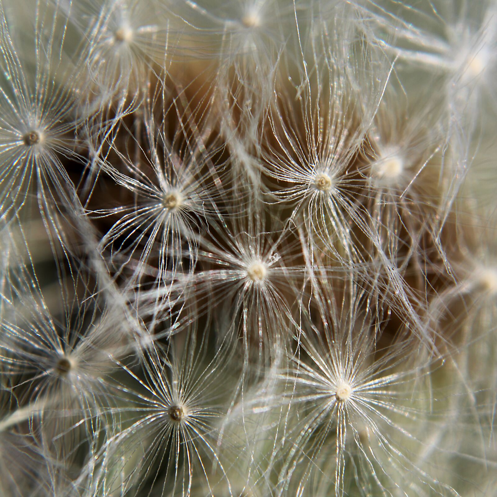 Canon EOS 1300D (EOS Rebel T6 / EOS Kiss X80) sample photo. Dandelion, plant, nature photography