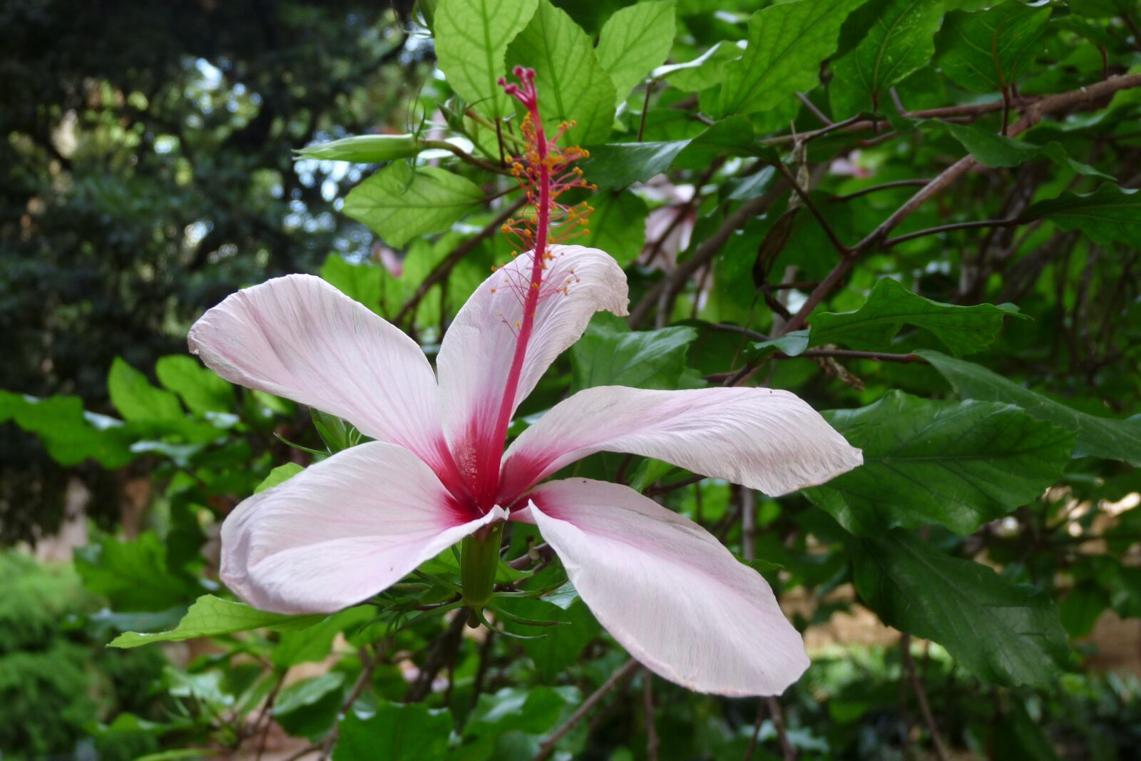Panasonic Lumix DMC-FZ28 sample photo. Flowers, flower, garden photography