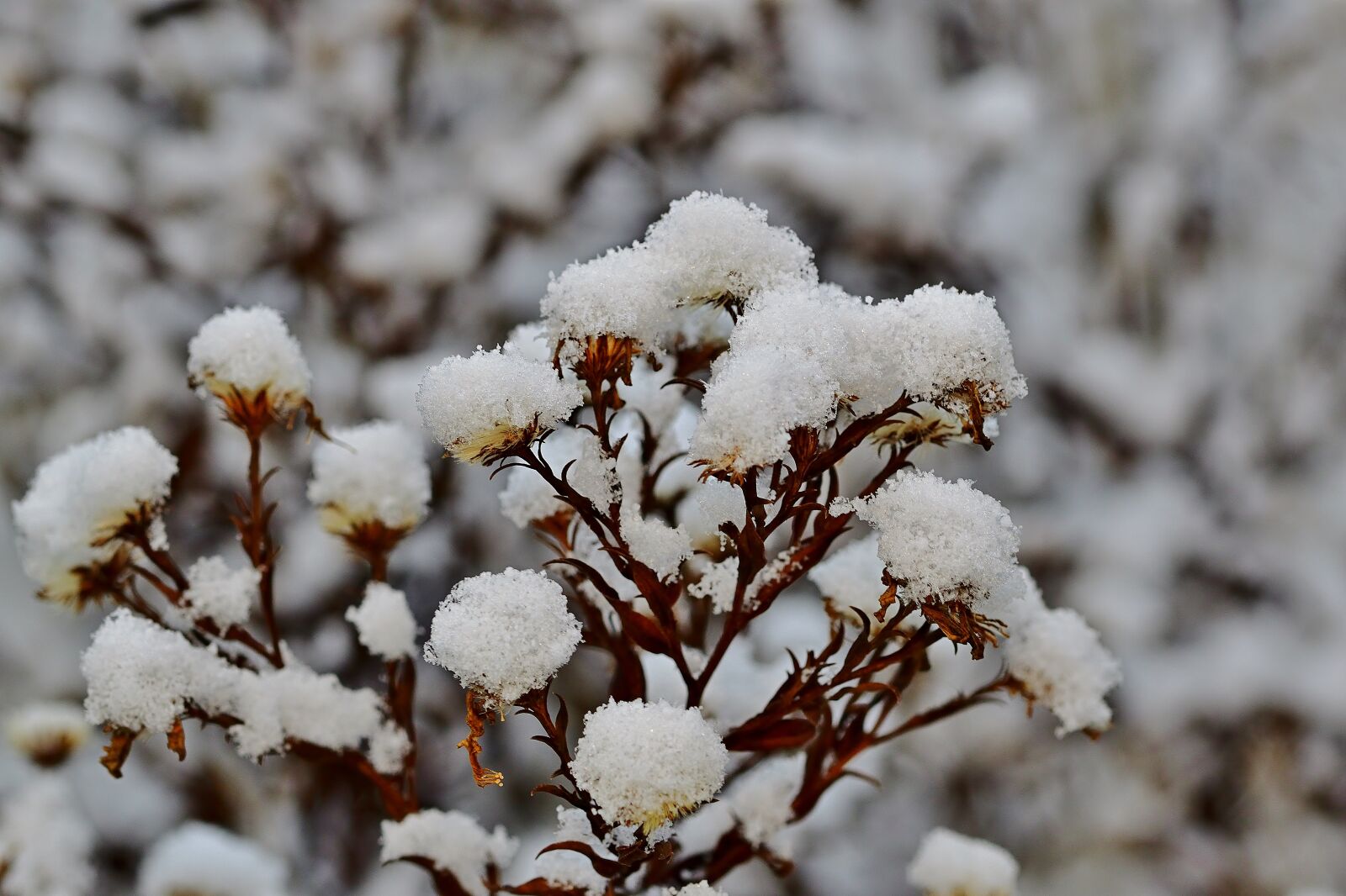 Nikon D5600 sample photo. Winter, snow, garden photography