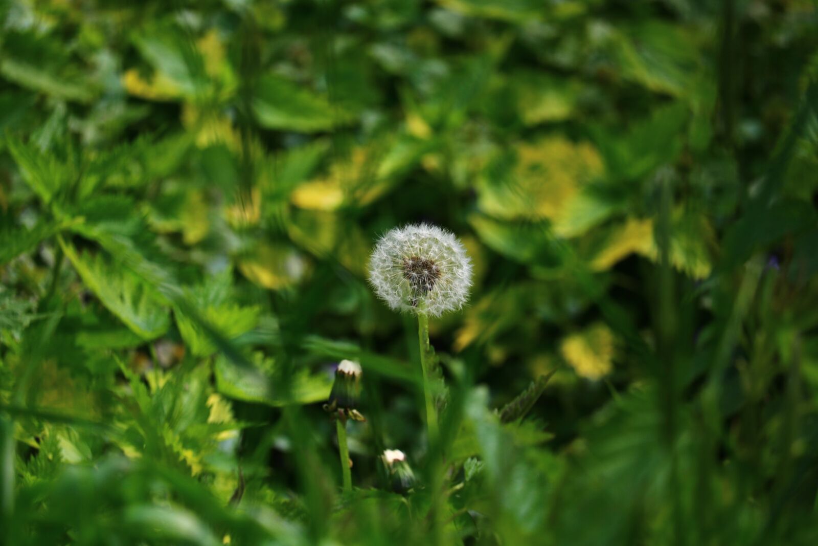Canon EOS 750D (EOS Rebel T6i / EOS Kiss X8i) sample photo. Meadow, dandelion, green photography