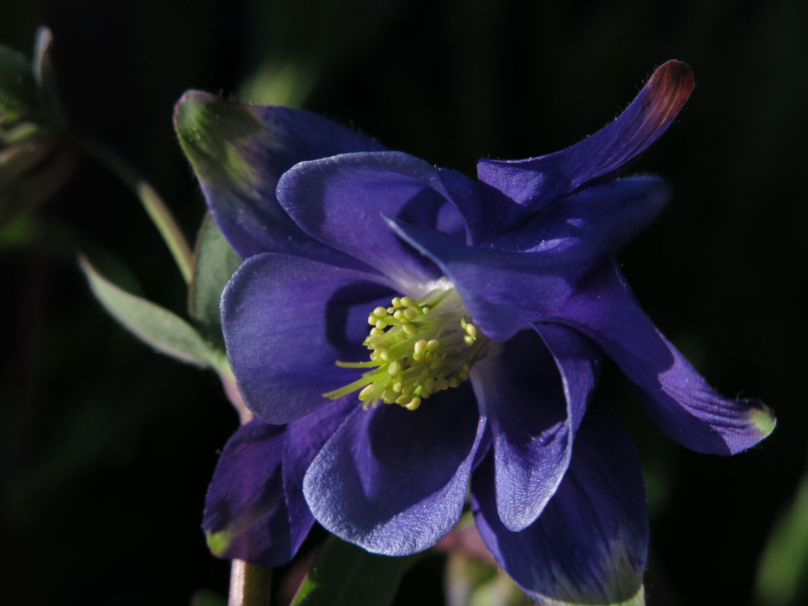 Canon PowerShot G15 sample photo. Columbine, flower, nature photography