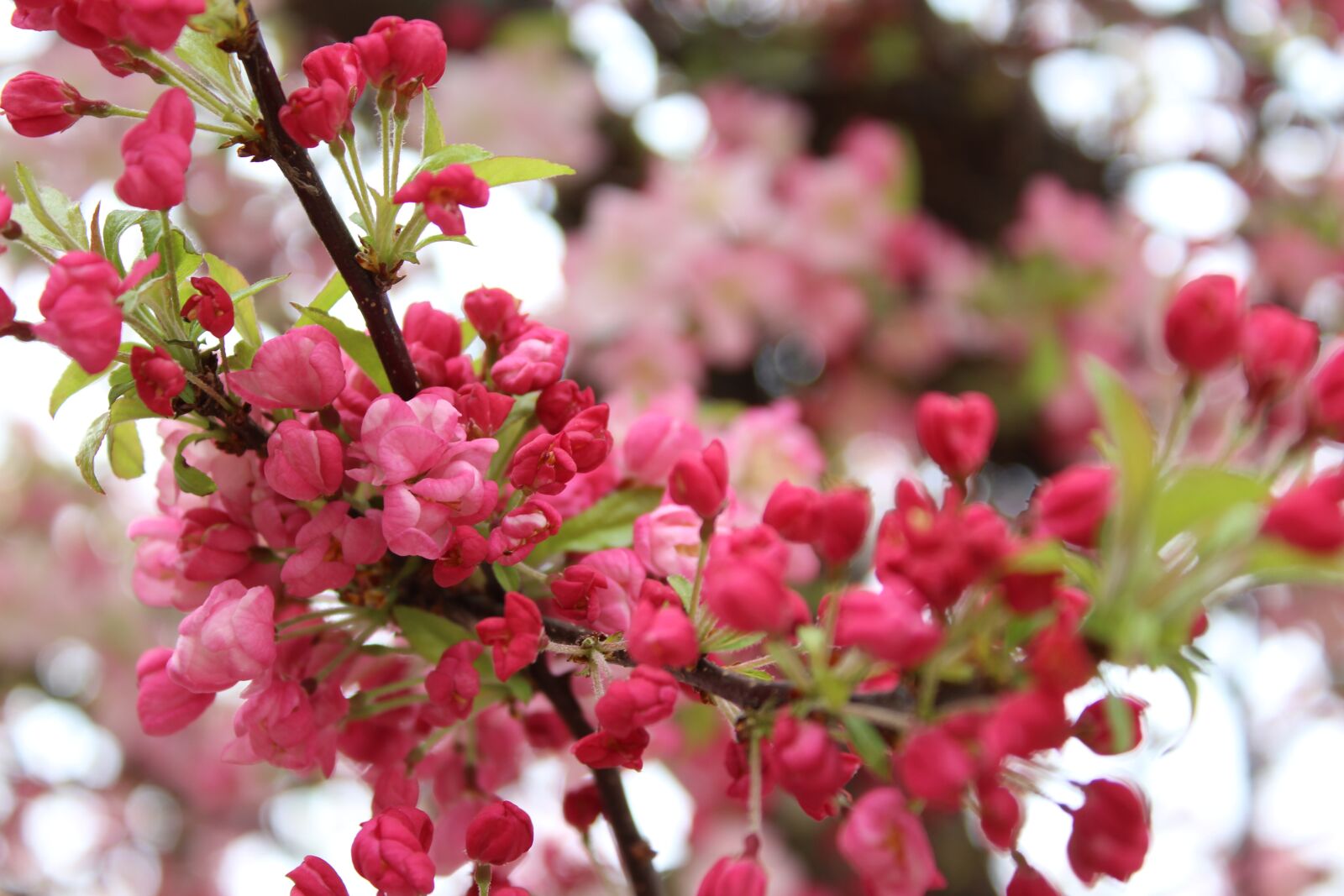 Canon EOS 1200D (EOS Rebel T5 / EOS Kiss X70 / EOS Hi) sample photo. Trees, bloom, flowers photography