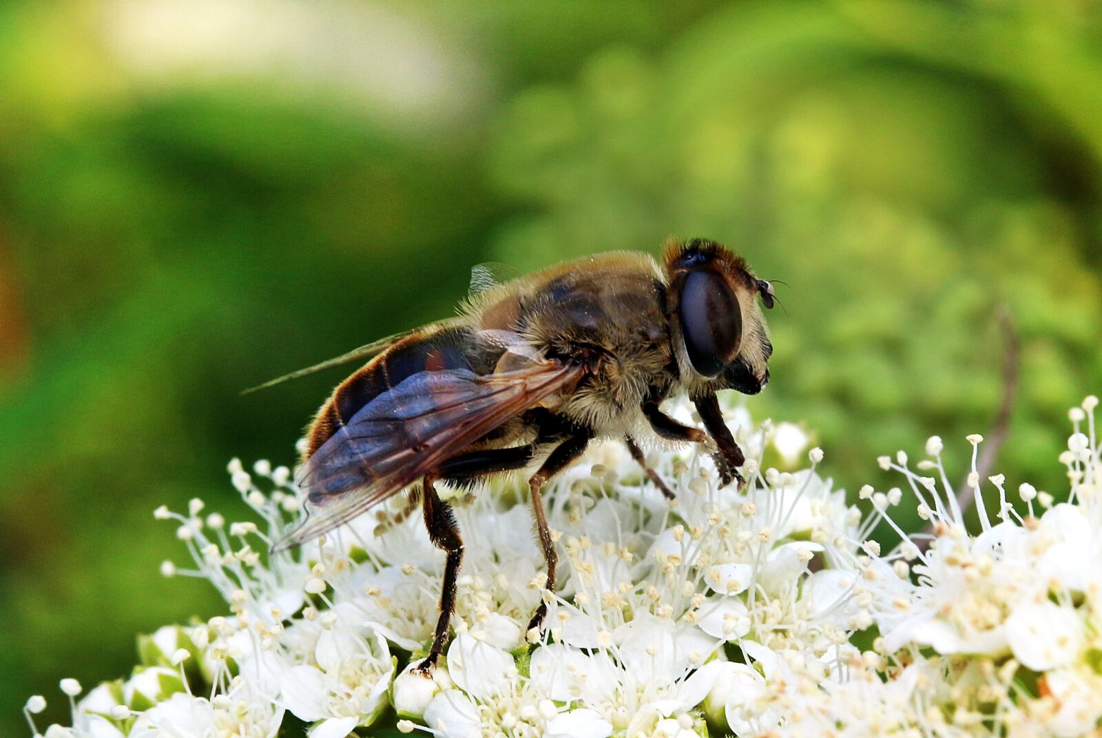 Canon EOS 650D (EOS Rebel T4i / EOS Kiss X6i) sample photo. Mist bee, eristalis tenax photography