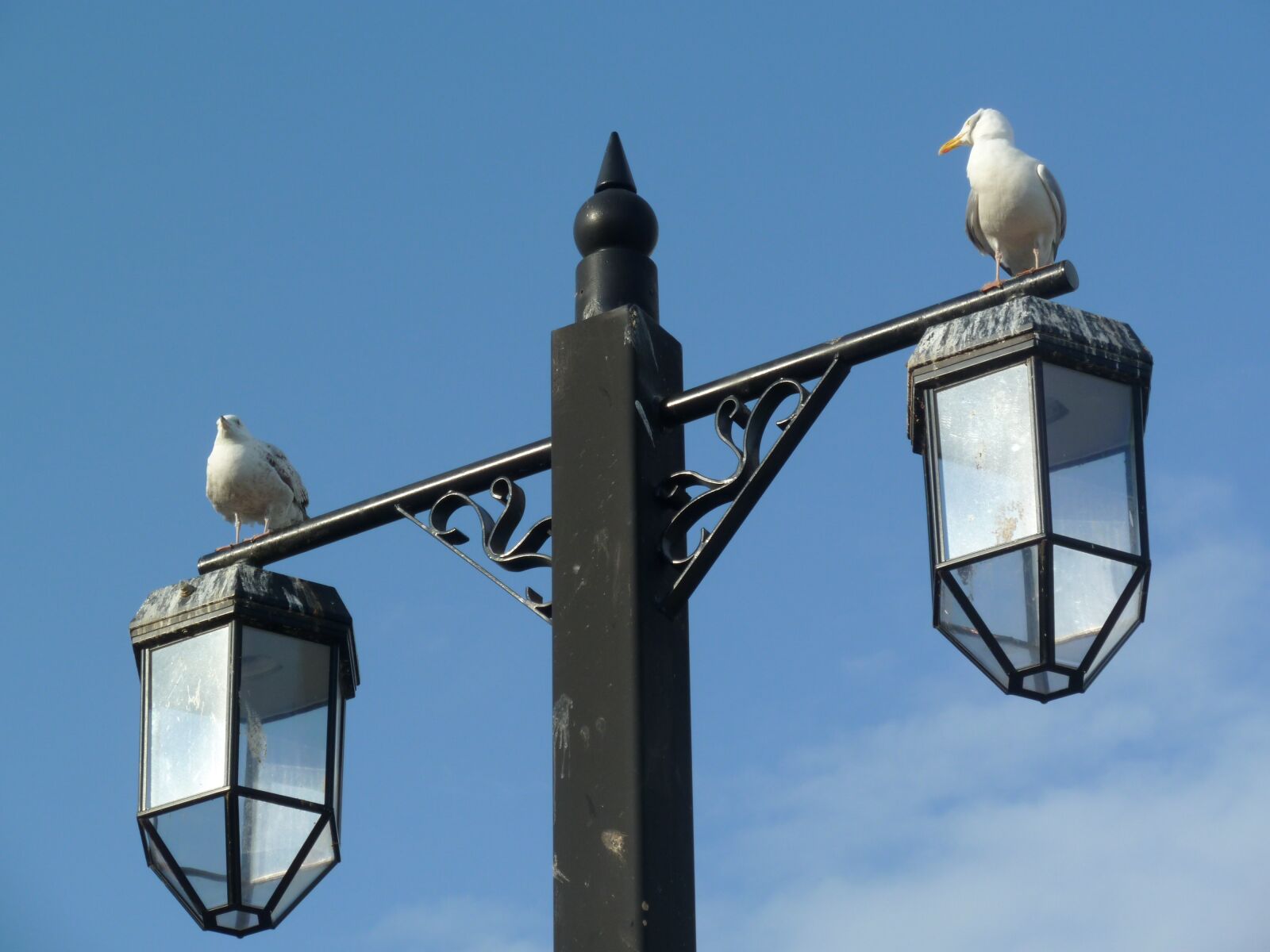 Panasonic Lumix DMC-ZS7 (Lumix DMC-TZ10) sample photo. Bird, seagull, beach photography