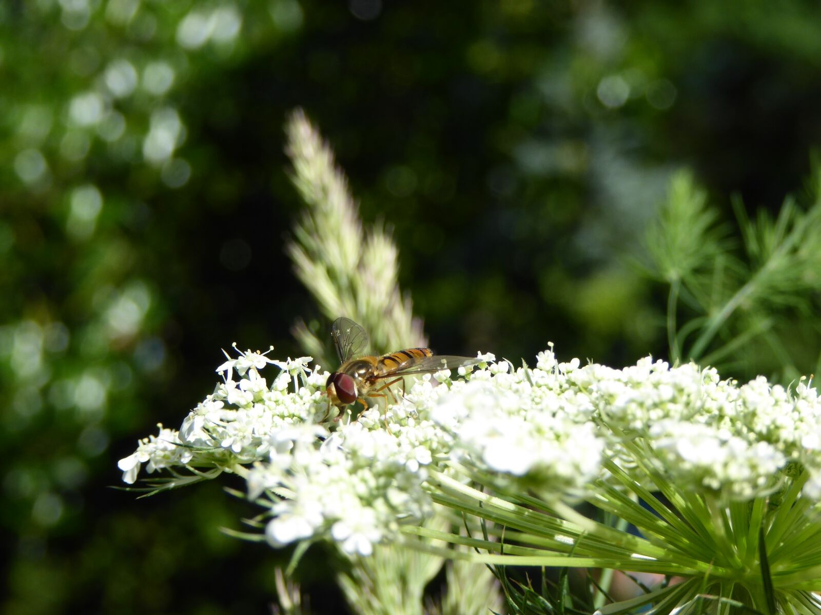 Panasonic DMC-TZ61 sample photo. Insect, fly, bee photography