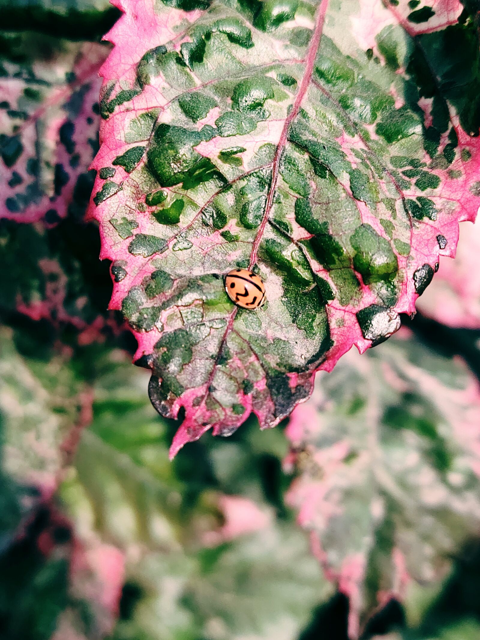vivo 1818 sample photo. Ladybug, flowers, cute photography