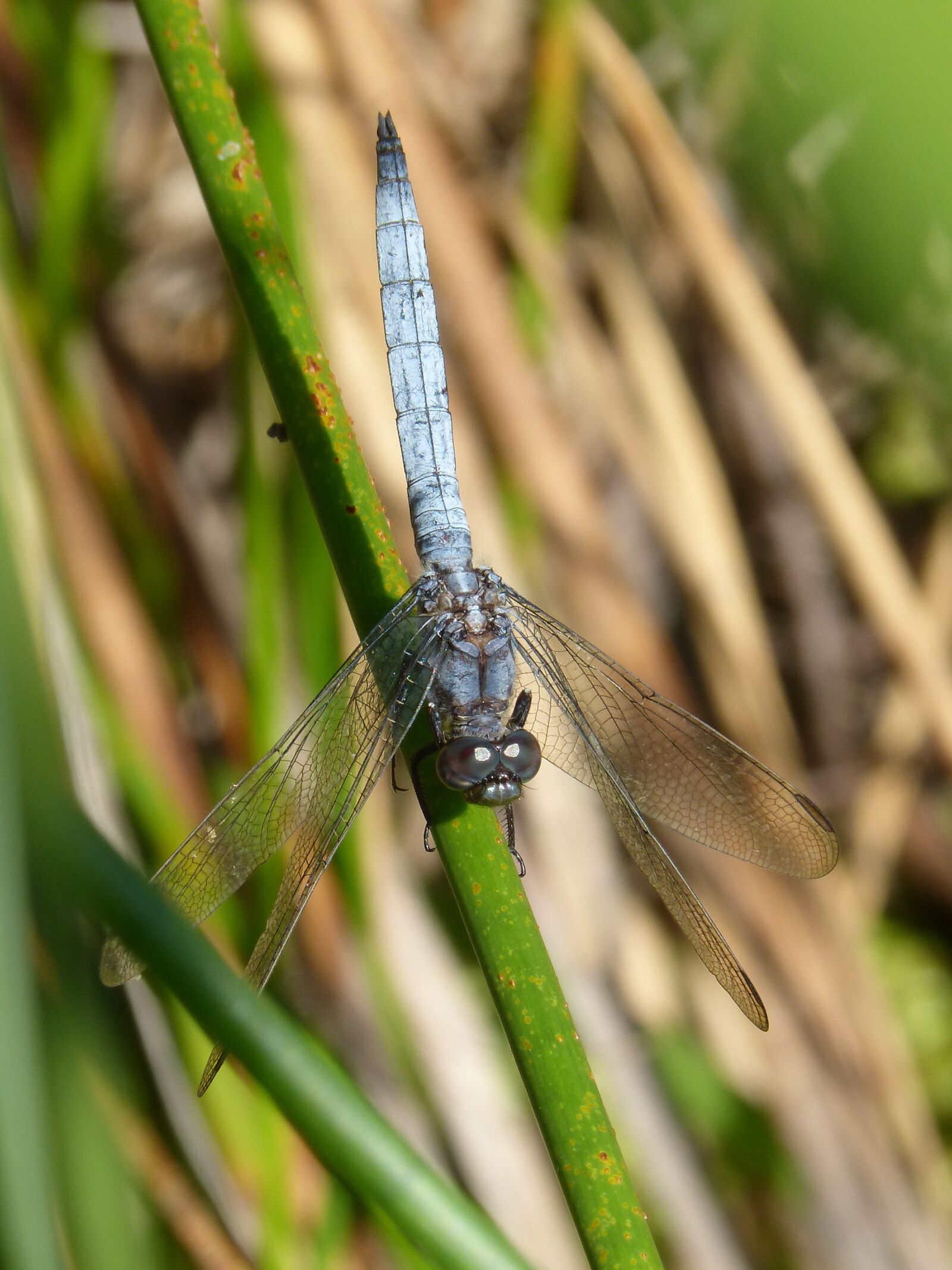 Panasonic DMC-FZ62 sample photo. Dragonfly, blue dragonfly, branch photography