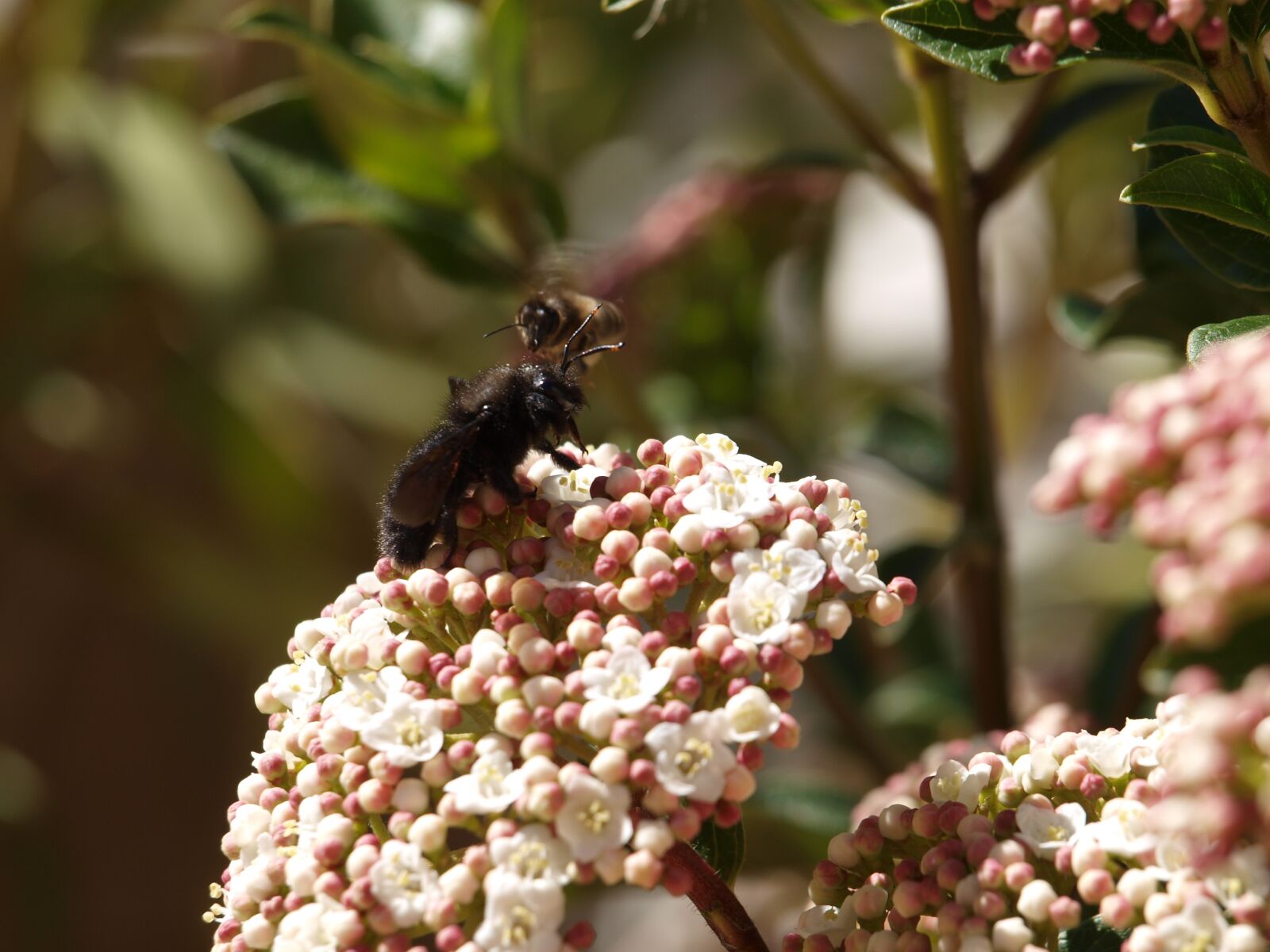 Olympus E-450 (EVOLT E-450) sample photo. Insect, in, flower photography