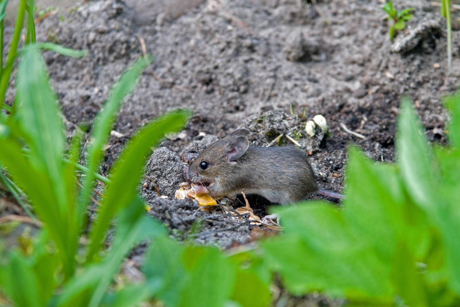 Nikon D500 sample photo. Mouse, rodent, button eyes photography