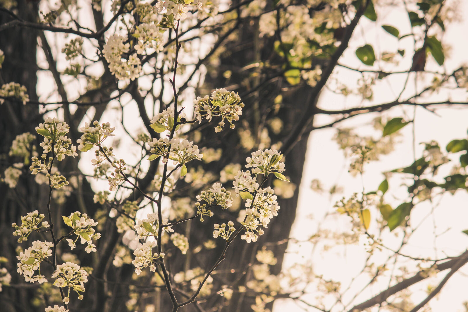 Canon EOS 600D (Rebel EOS T3i / EOS Kiss X5) sample photo. Budding, tree, floral, tree photography