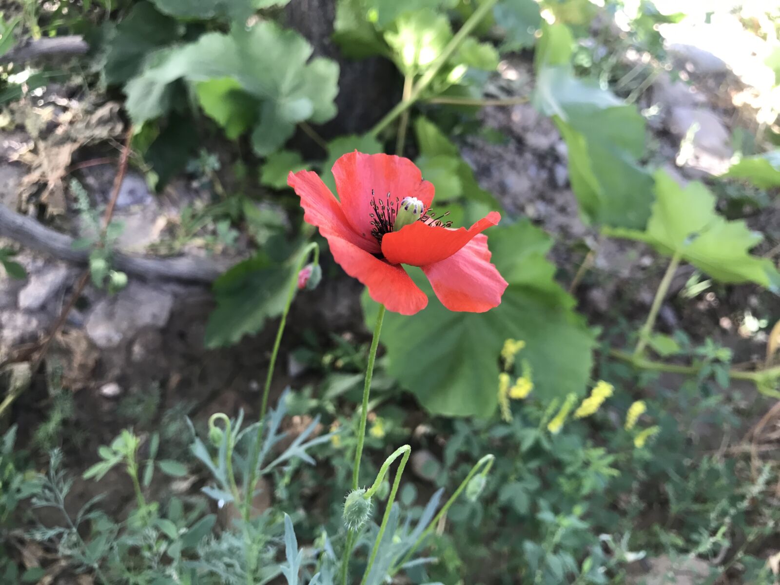 iPhone 7 back camera 3.99mm f/1.8 sample photo. Red, flowers photography