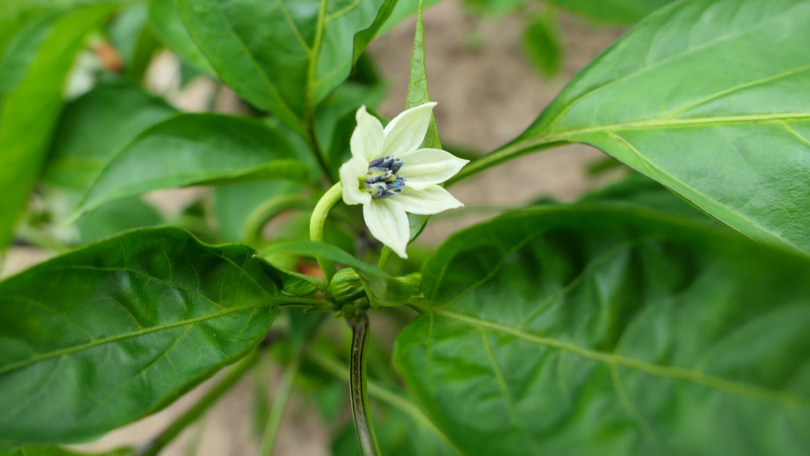 Panasonic Lumix DMC-LX10 (Lumix DMC-LX15) sample photo. Paprika, flower, plant photography